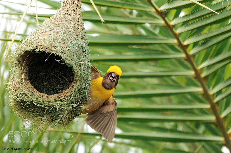 Nikon D300 sample photo. Sweet home photography