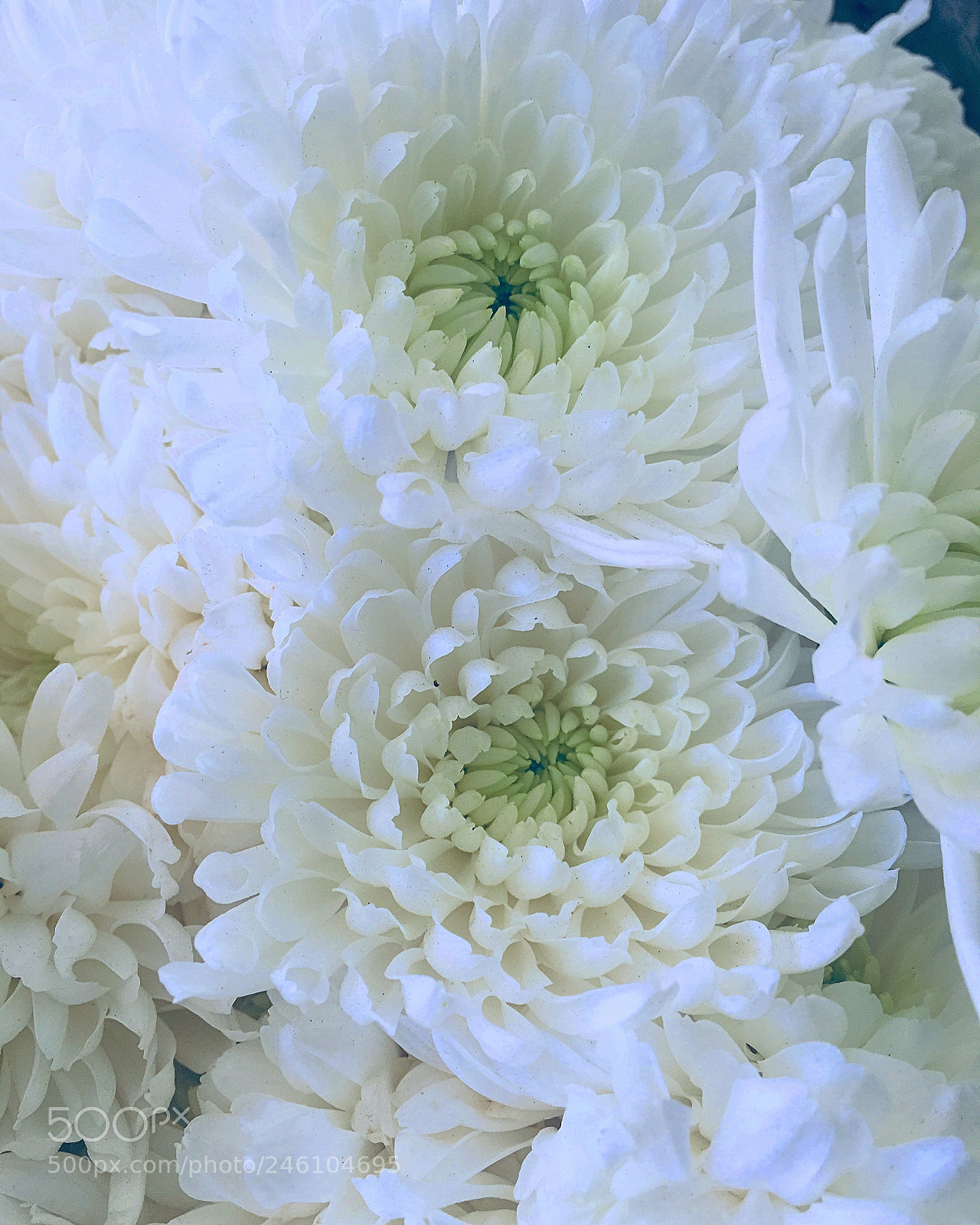 Apple iPhone 6s Plus sample photo. Untitled photography