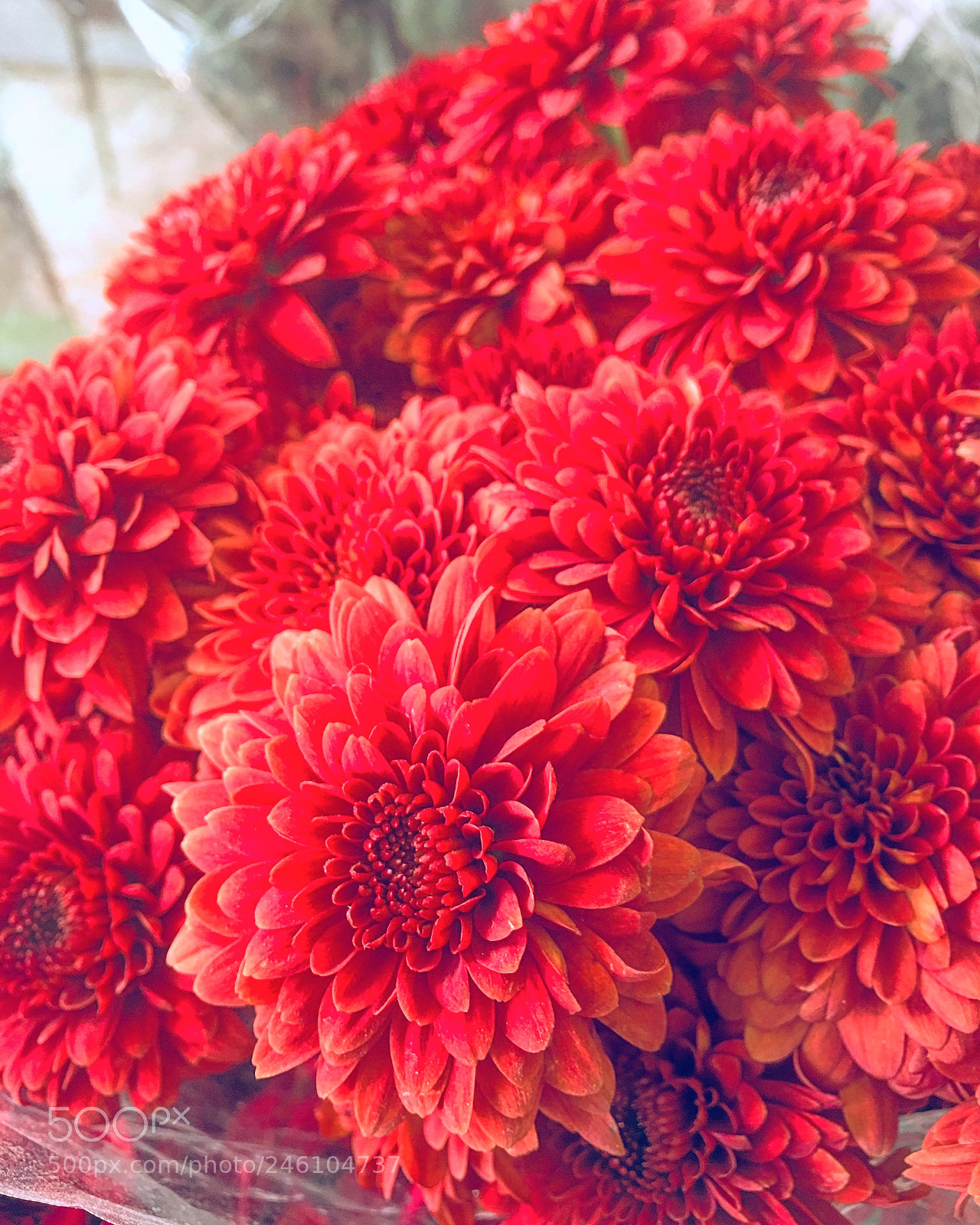 Apple iPhone 6s Plus sample photo. Untitled photography