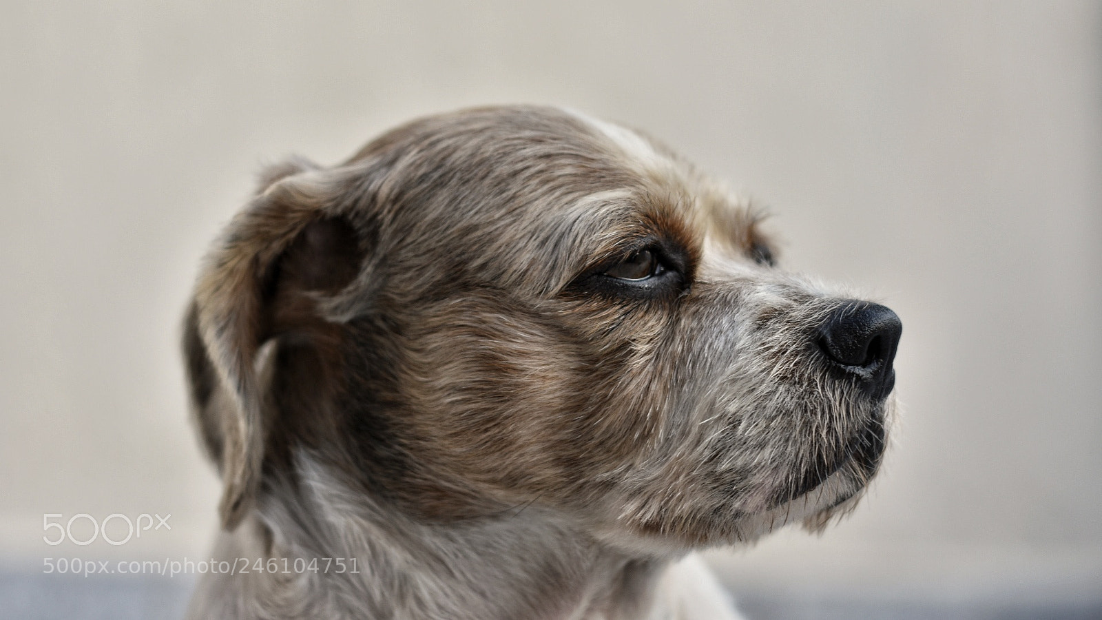 Nikon D7200 sample photo. Lupi, my dog ! photography