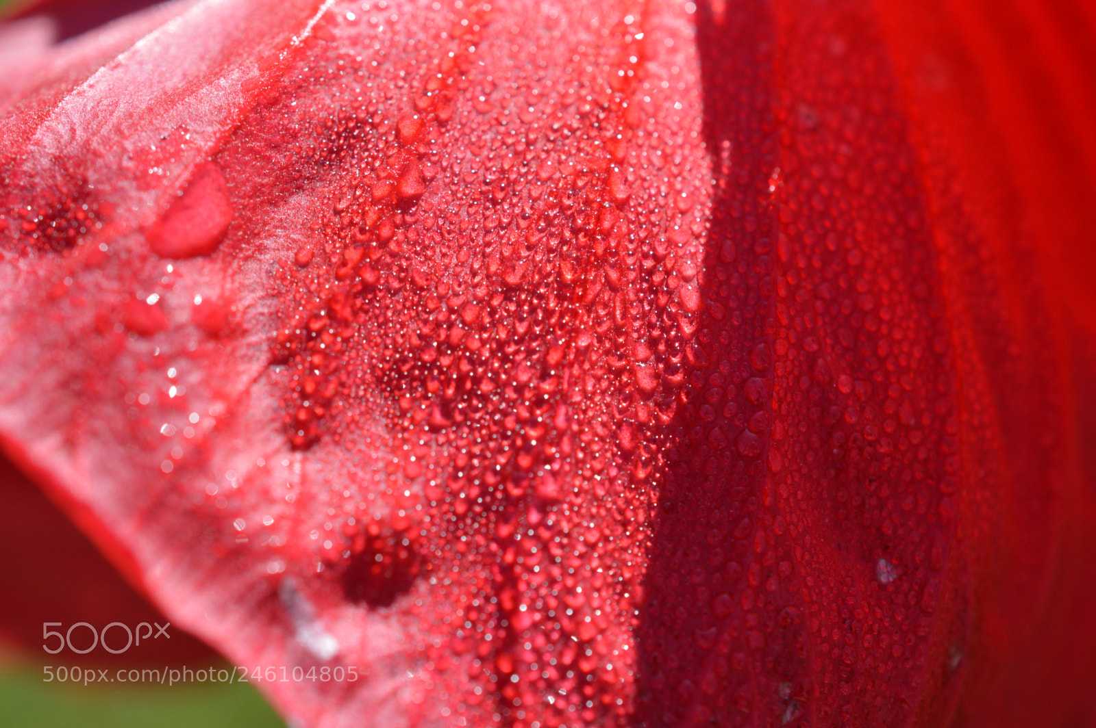 Nikon D3200 sample photo. Have a happy valentine photography