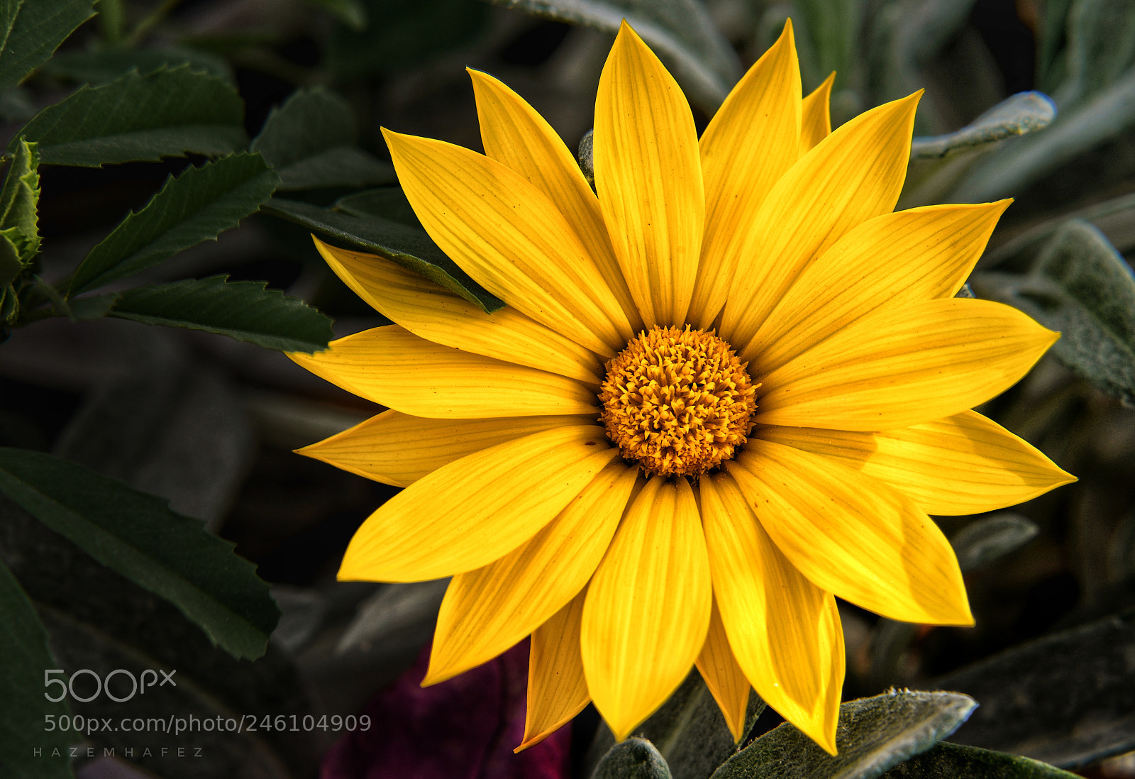 Nikon D610 sample photo. Allure.. photography