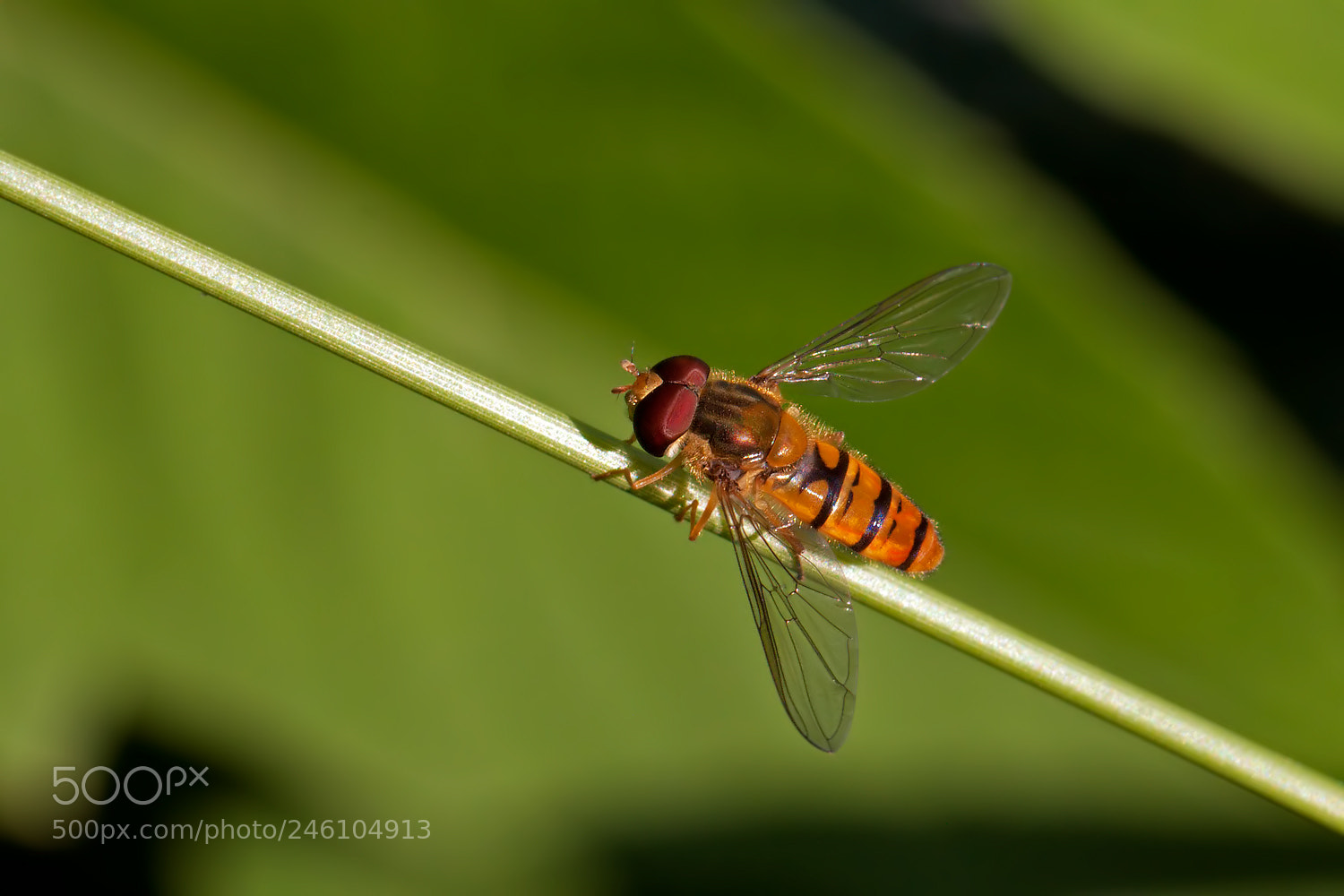 Nikon D90 sample photo. Hoverfly photography