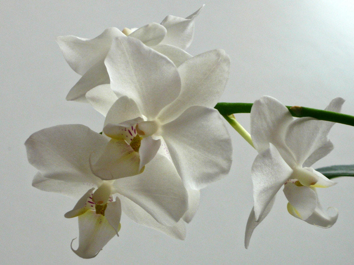 Panasonic Lumix DMC-LS80 sample photo. My orchid photography