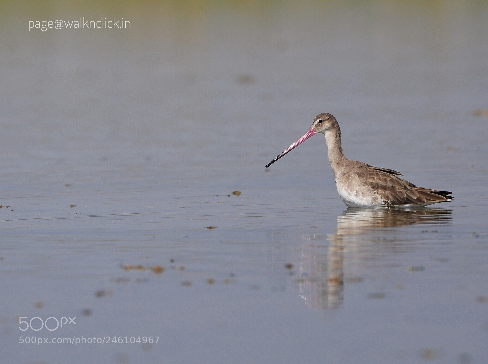 Nikon D90 sample photo. Bird in lake photography