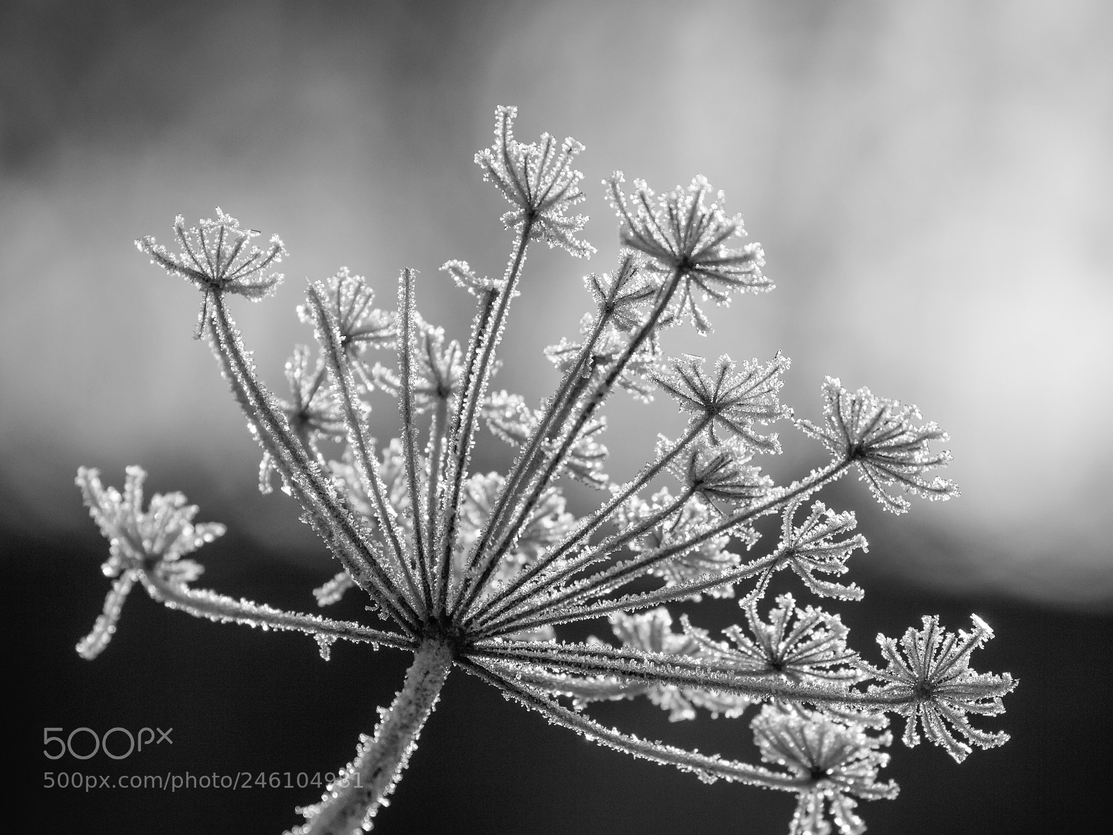 Canon EOS 700D (EOS Rebel T5i / EOS Kiss X7i) sample photo. Icy fingers photography