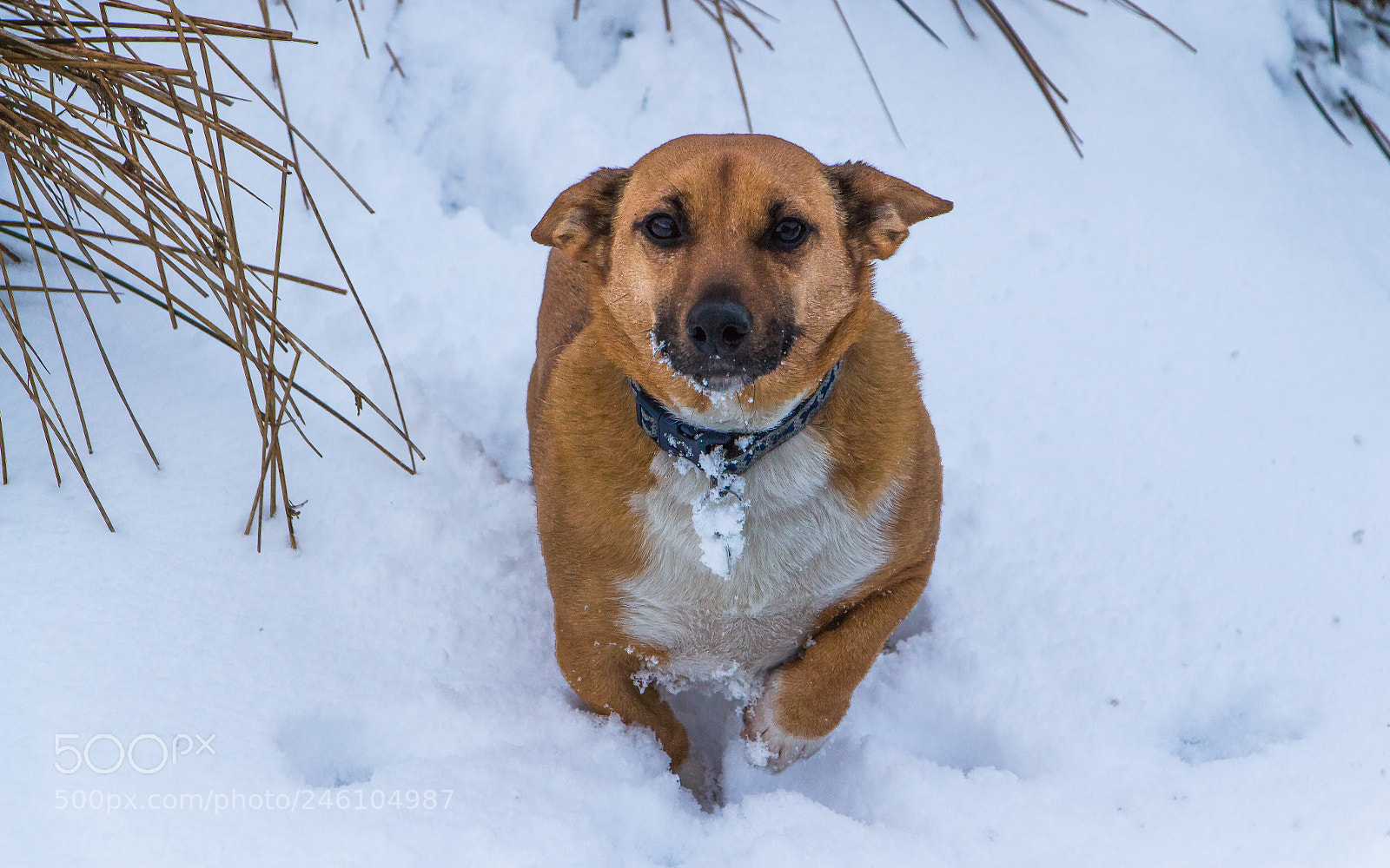 Canon EOS 700D (EOS Rebel T5i / EOS Kiss X7i) sample photo. Mumee its cold!! photography