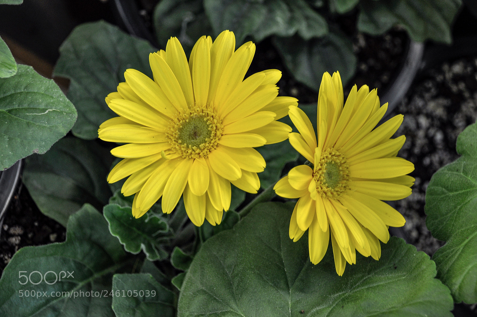 Nikon D90 sample photo. Untitled photography