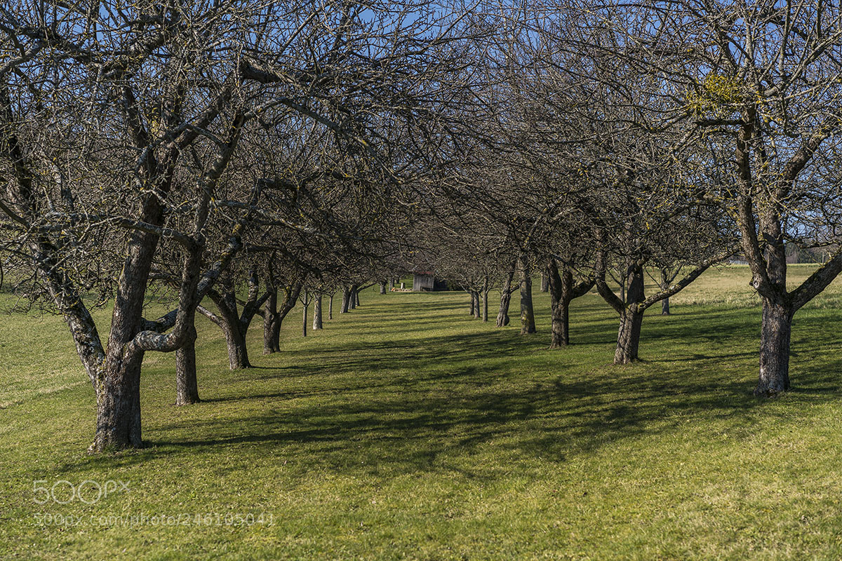Sony a7R II sample photo. Baumgruppe 0218-001 photography