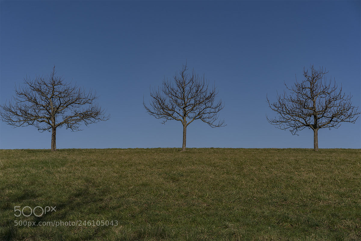Sony a7R II sample photo. Baumgruppe 0218-003 photography