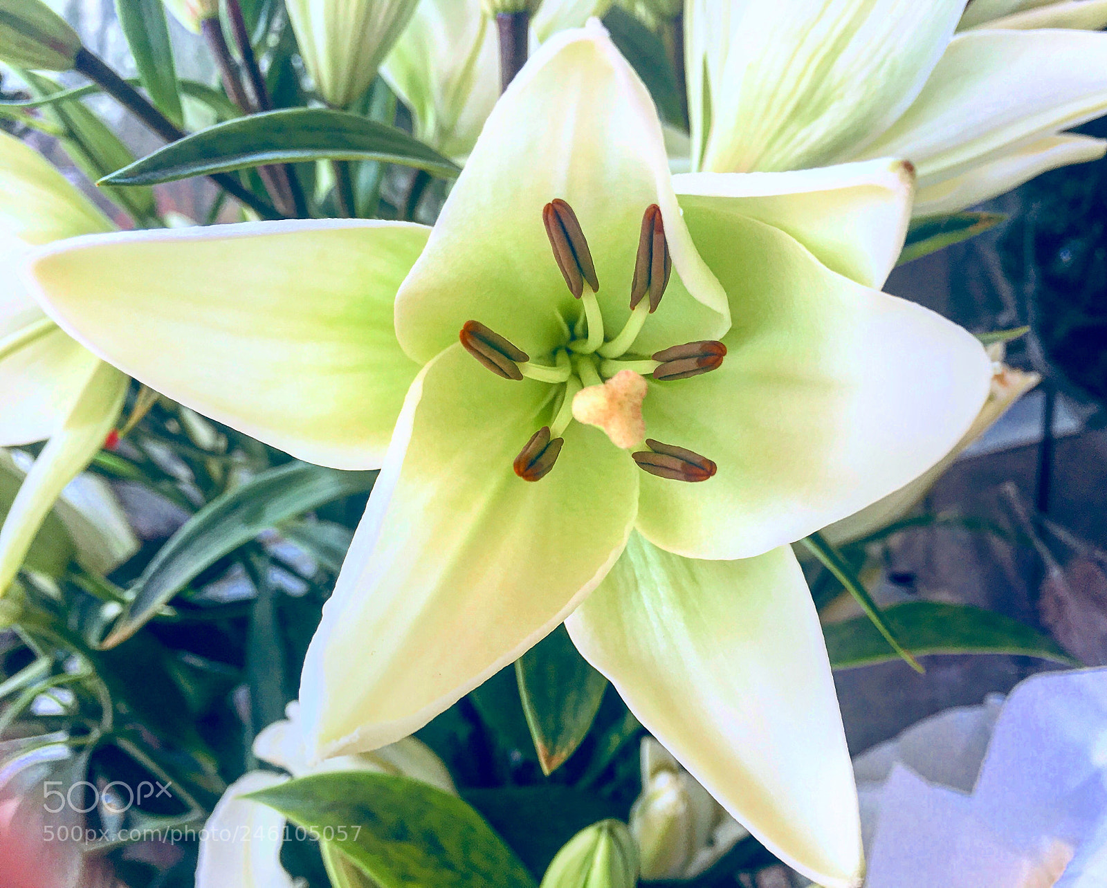 Apple iPhone 6s Plus sample photo. Untitled photography