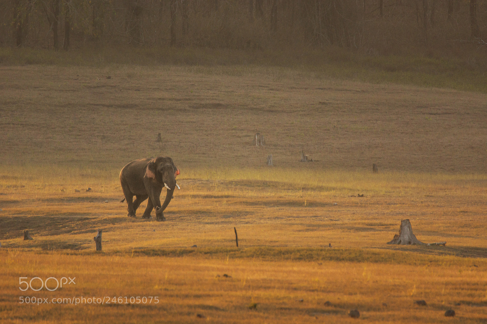 Sony SLT-A65 (SLT-A65V) sample photo. Tusker in golden light photography