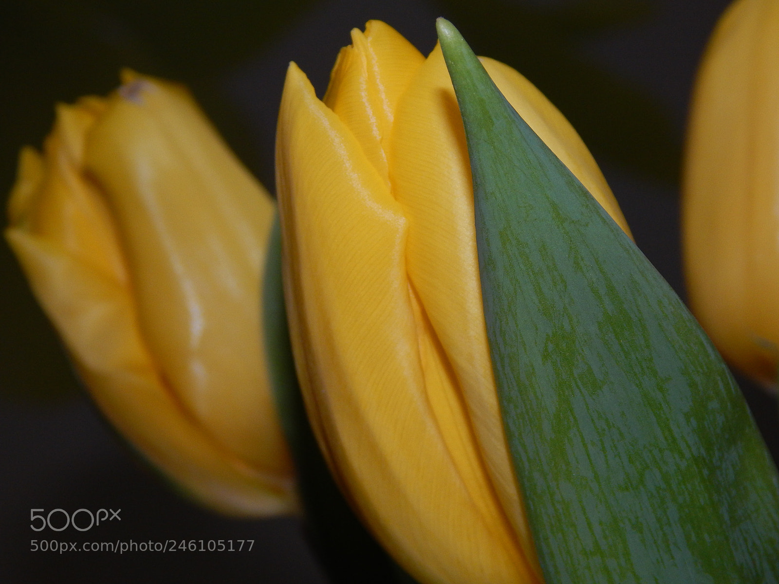 Nikon Coolpix L830 sample photo. Tulips photography