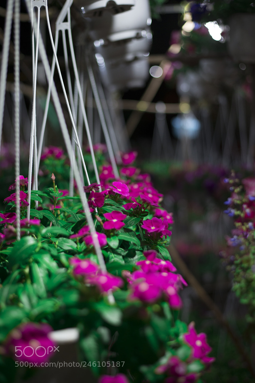 Nikon D610 sample photo. Ccdfaa o photography