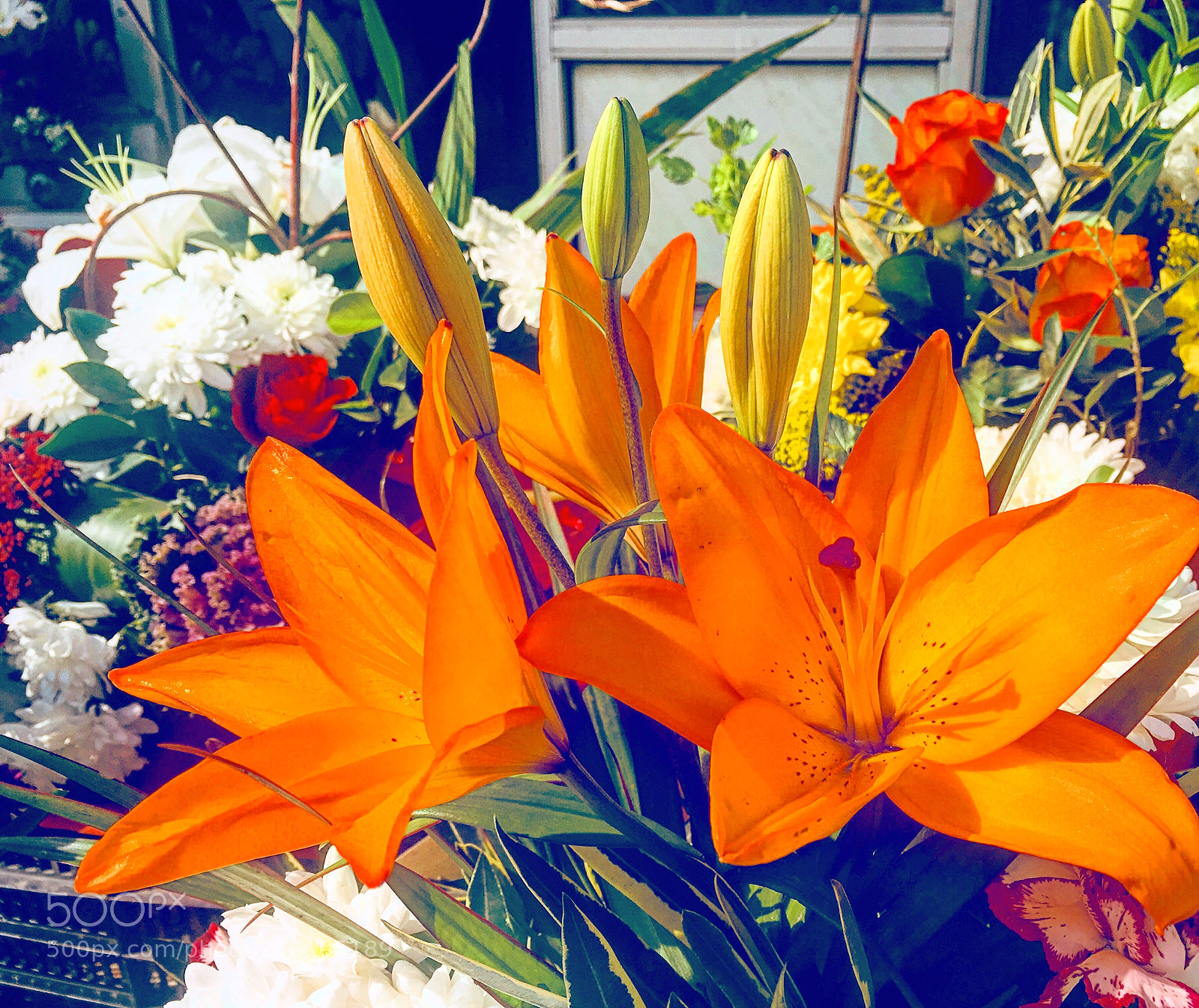 Apple iPhone 6s Plus sample photo. Untitled photography