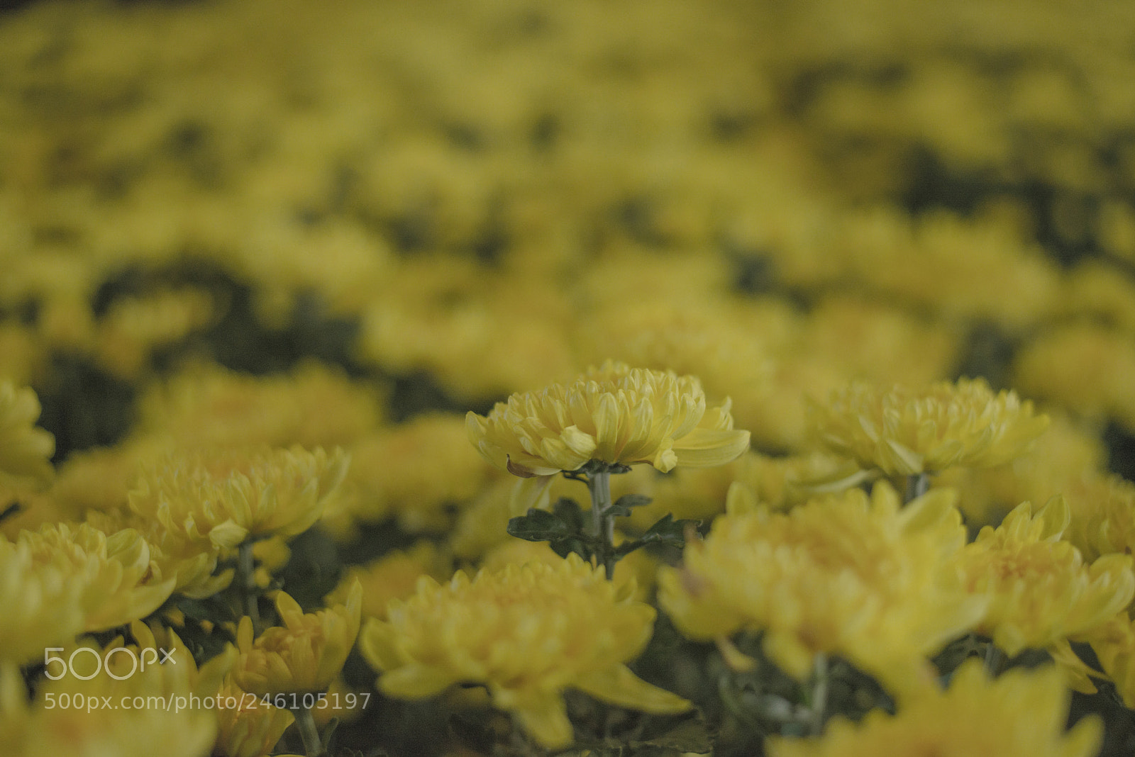 Nikon D610 sample photo. C o photography