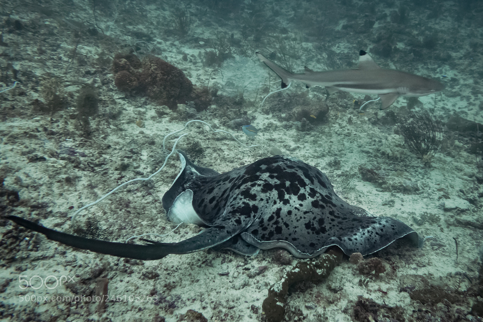 Sony Cyber-shot DSC-RX100 II sample photo. Ray vs shark photography