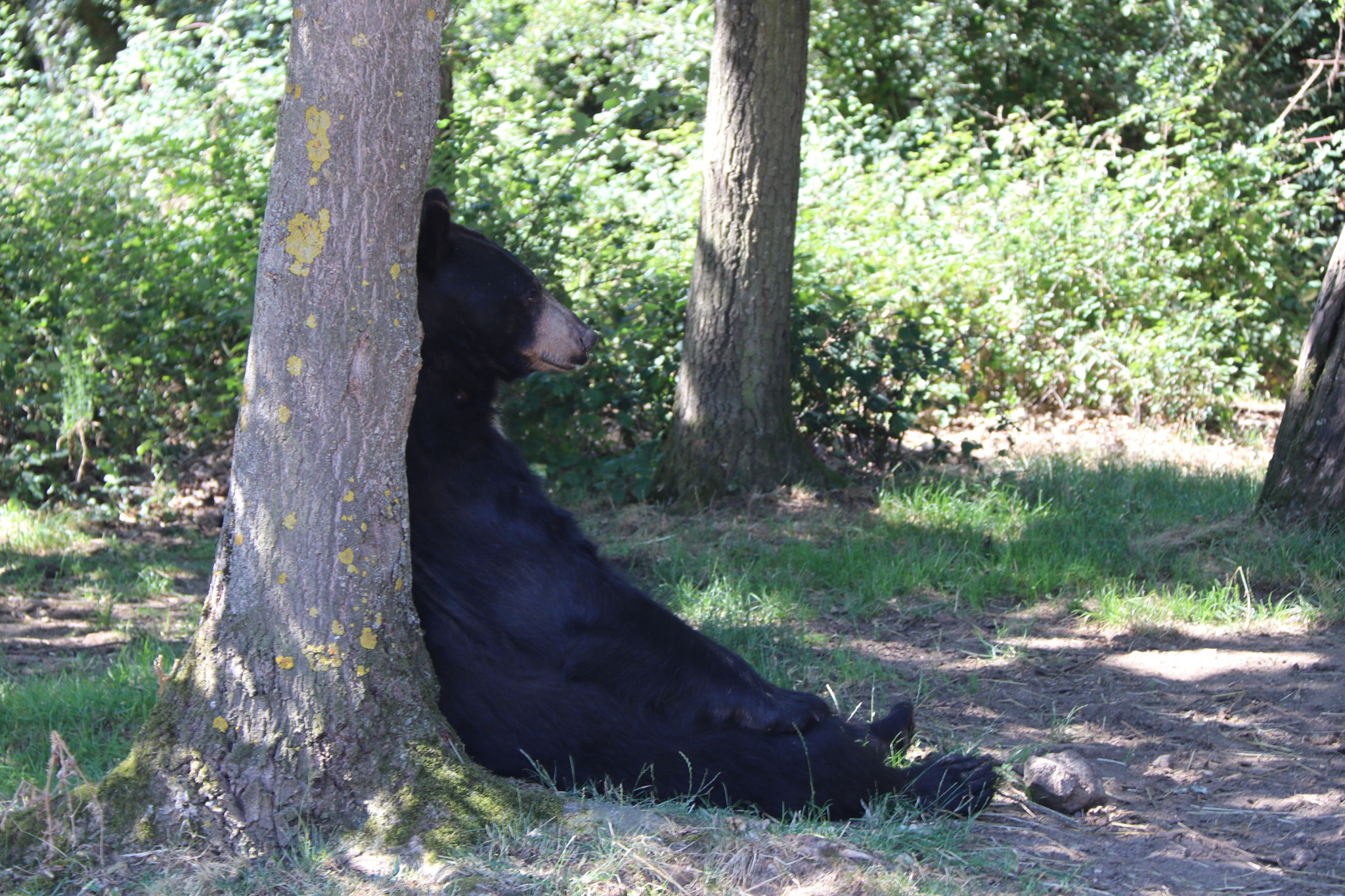 Canon EF-S 18-200mm F3.5-5.6 IS sample photo. Lazy bear photography