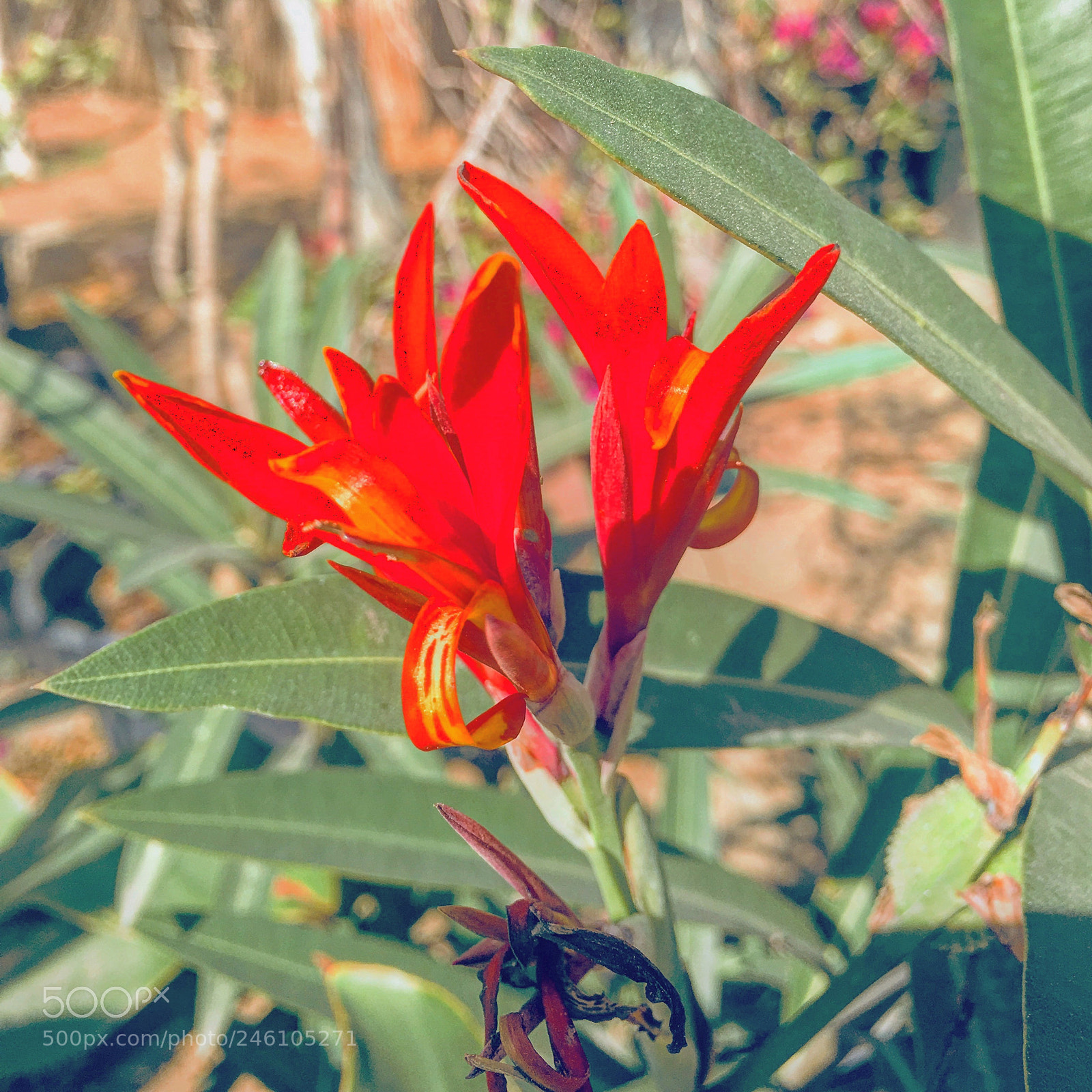 Apple iPhone 6s Plus sample photo. Untitled photography