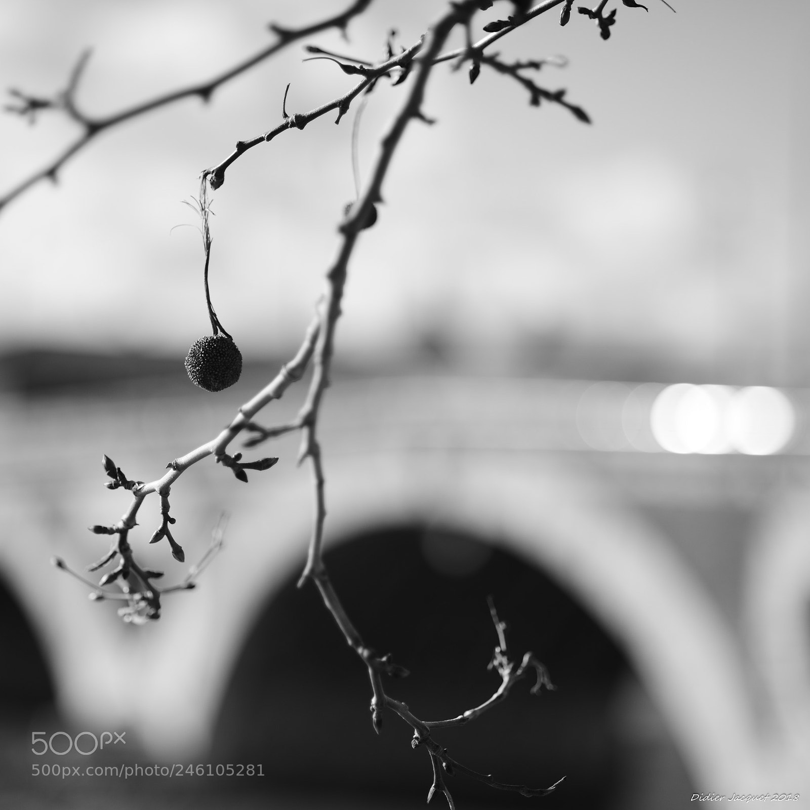 Nikon D800 sample photo. Platane en hiver (toulouse) photography