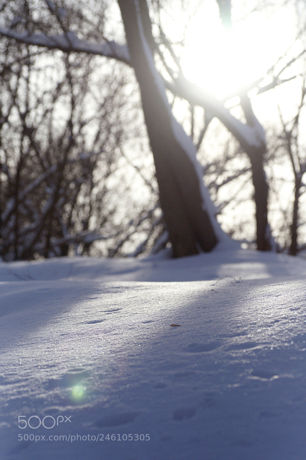 Sony Alpha DSLR-A900 sample photo. Silence photography