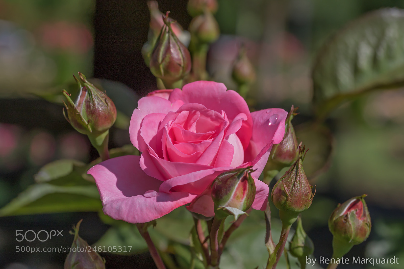 Canon EOS 7D Mark II sample photo. Heute werden viele davon photography