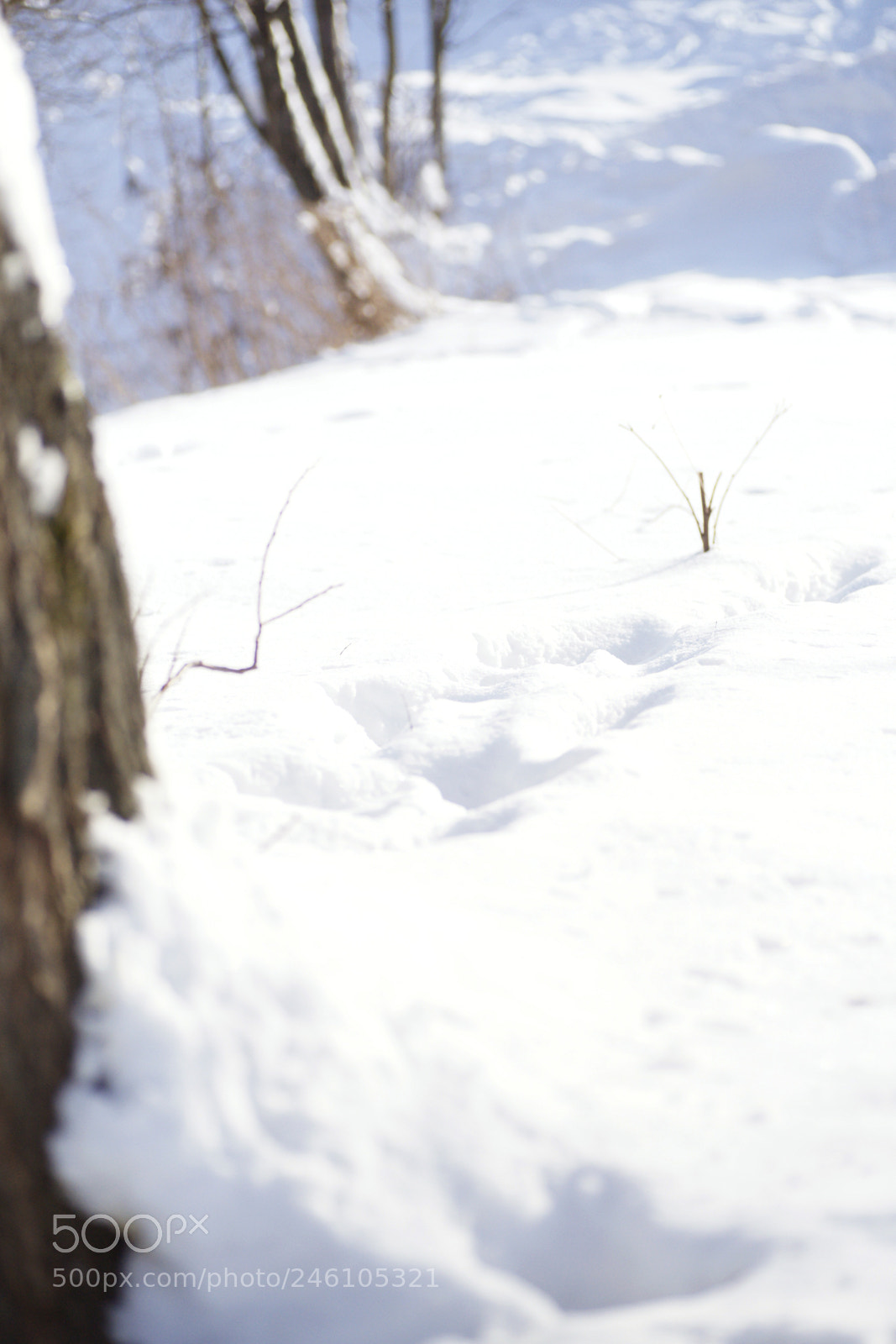 Sony Alpha DSLR-A900 sample photo. Silence photography