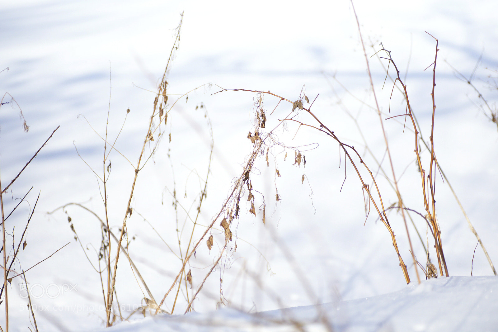 Sony Alpha DSLR-A900 sample photo. Silence photography
