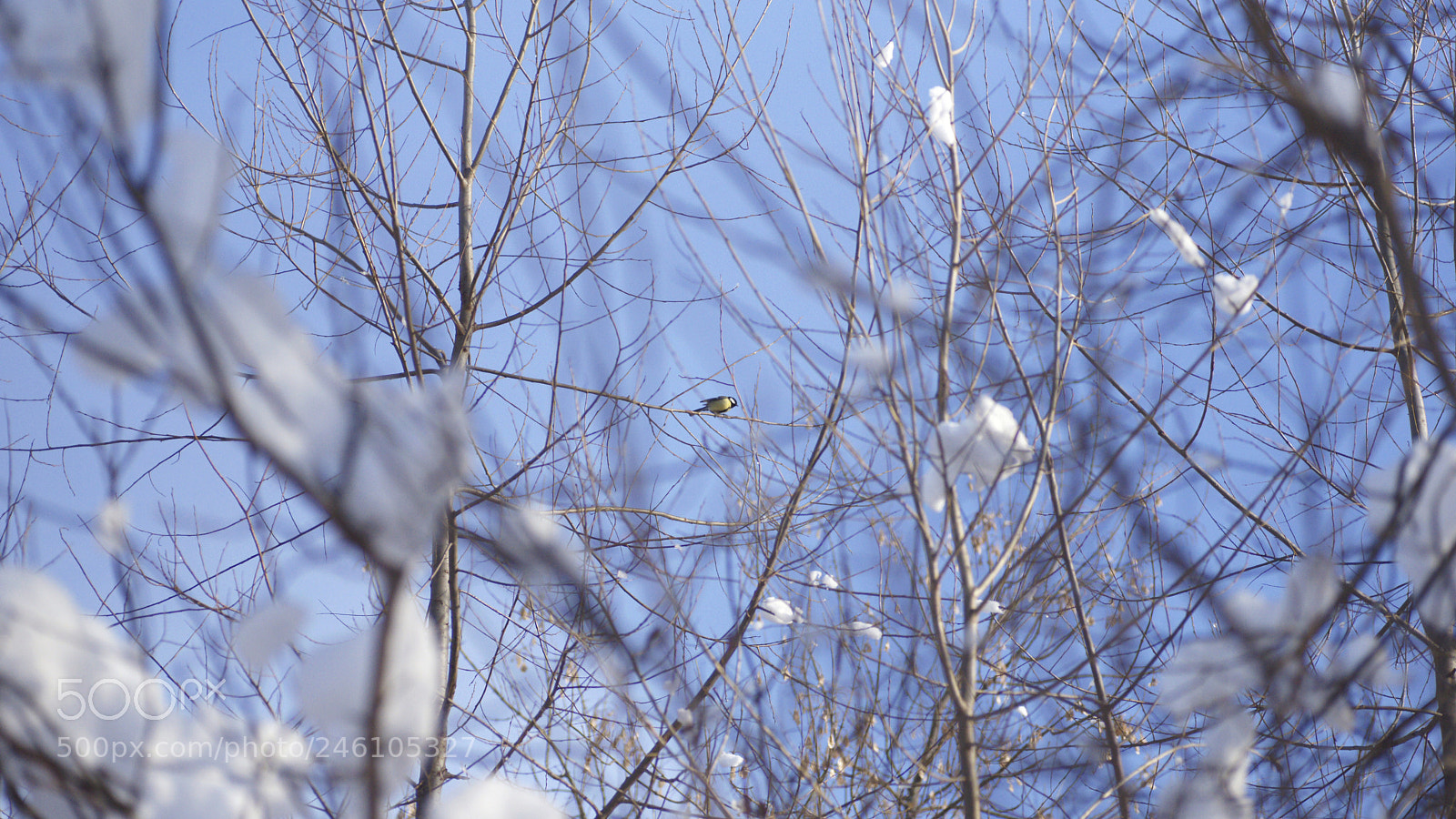 Sony Alpha DSLR-A900 sample photo. Silence photography