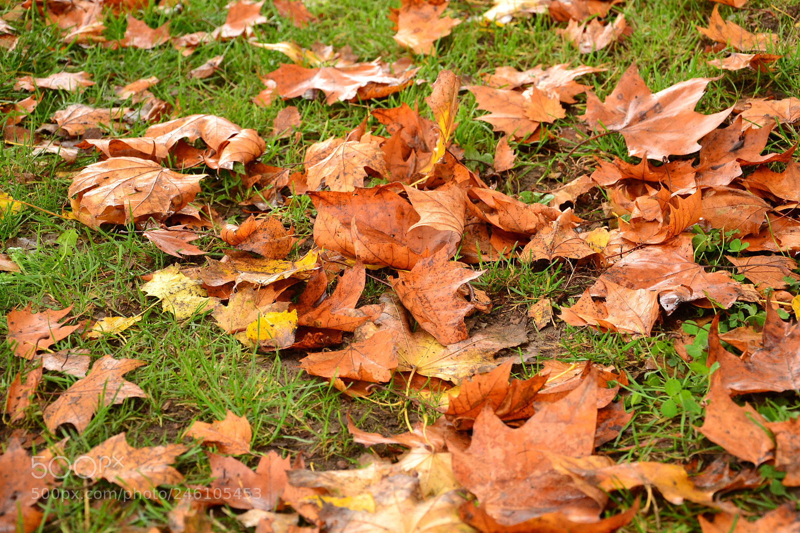 Nikon D3100 sample photo. Aj jesenn l stie photography