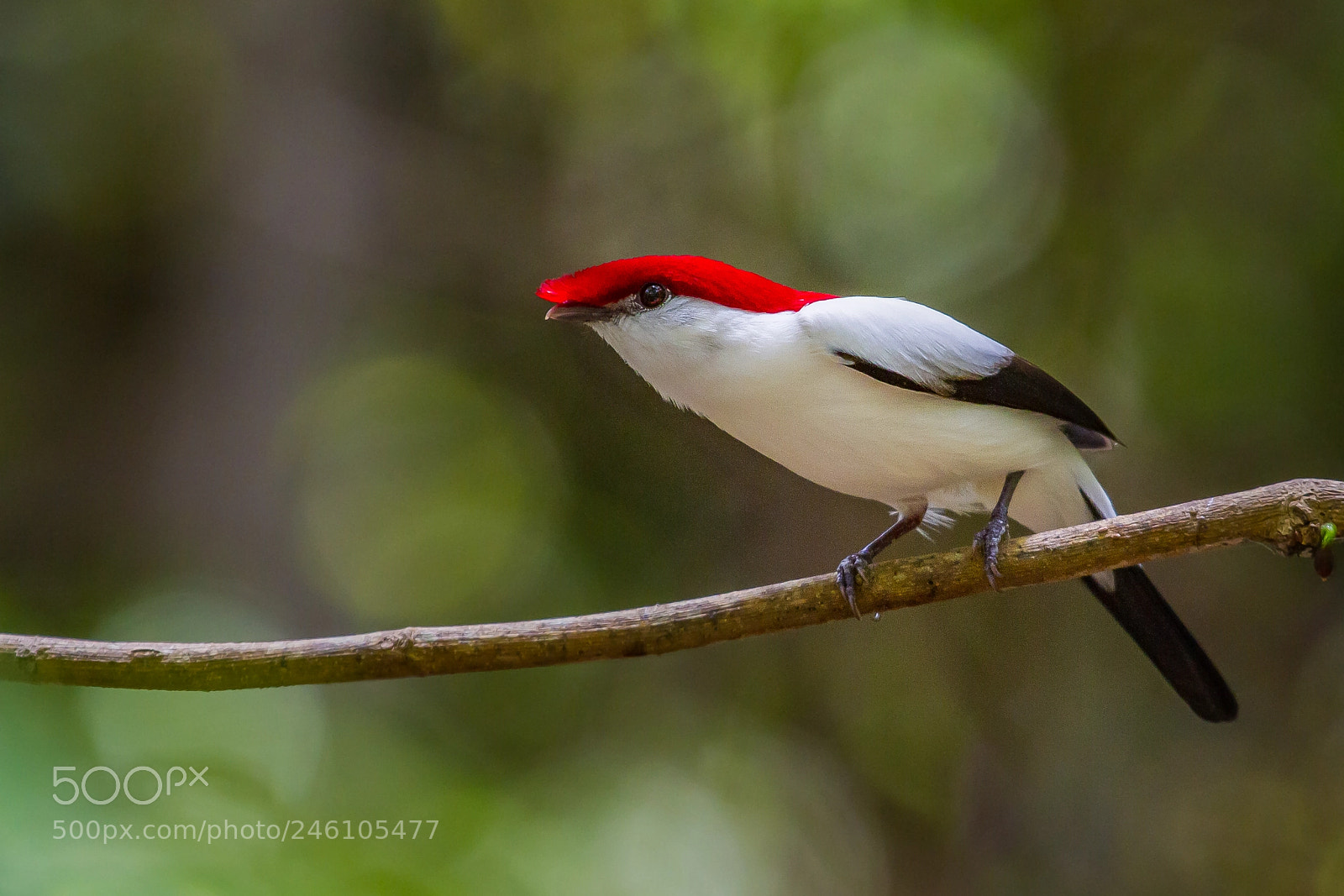 Canon EOS 7D sample photo. Araripe manakin - critically photography
