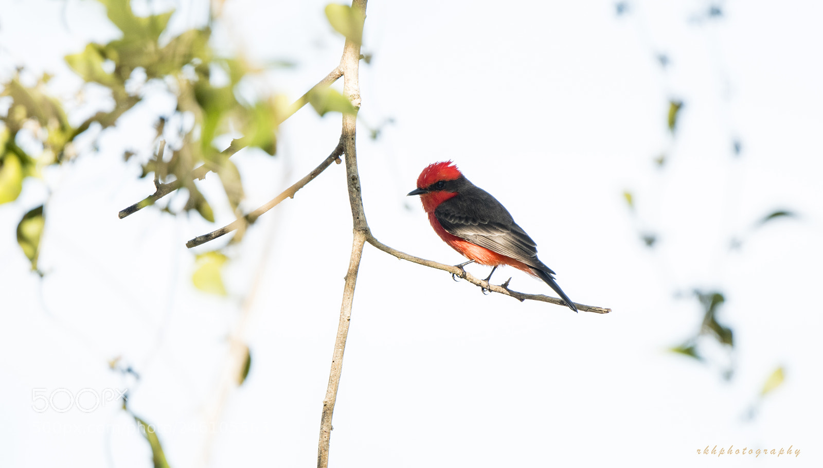 Nikon D500 sample photo. Vermilion flycatcher photography