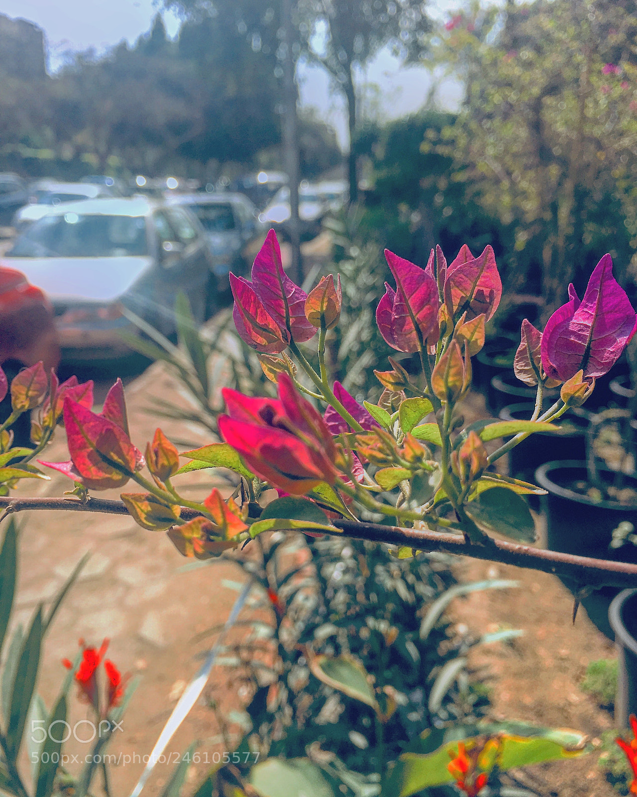 Apple iPhone 6s Plus sample photo. Untitled photography