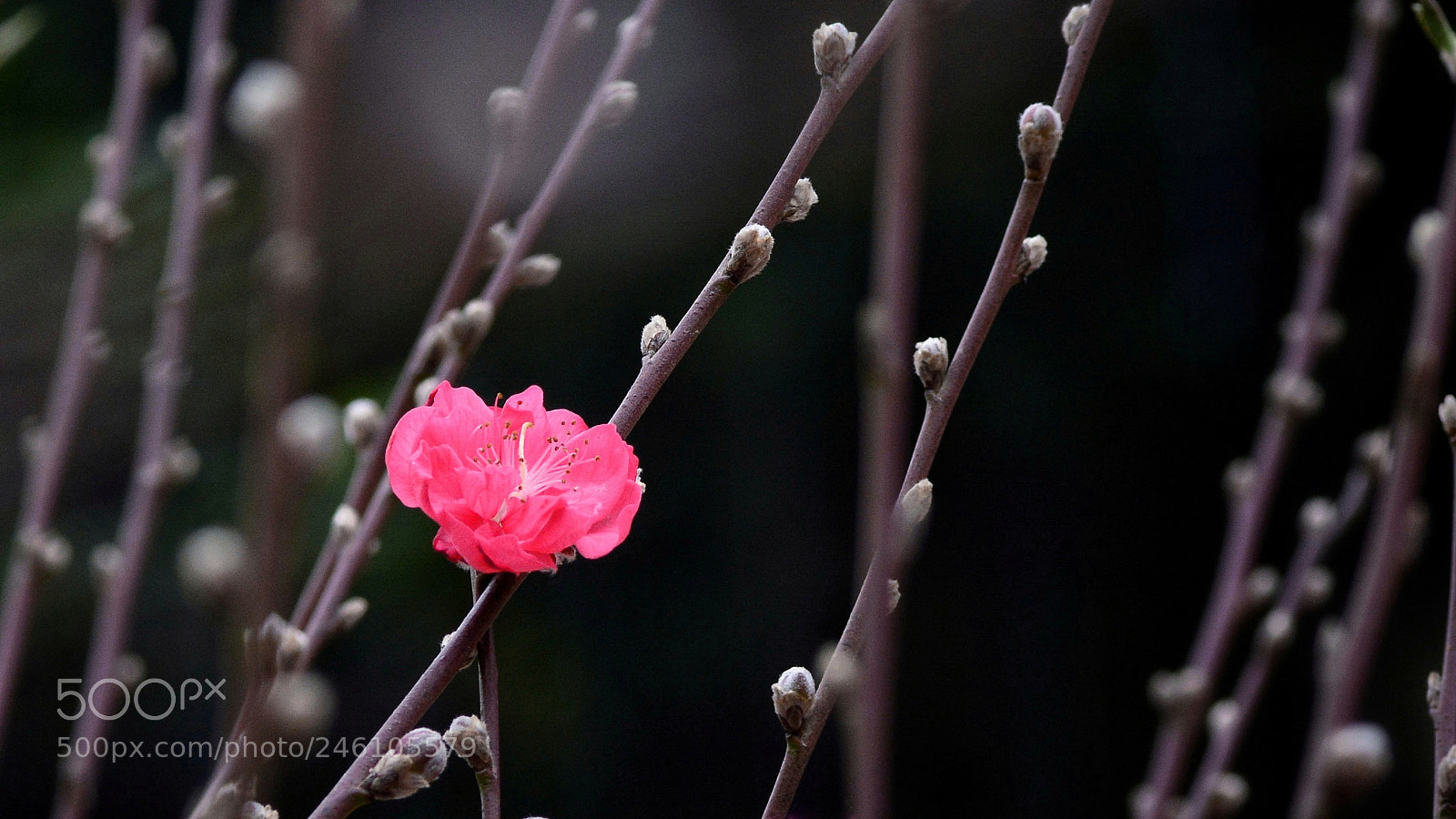 Nikon D7100 sample photo. Untitled photography