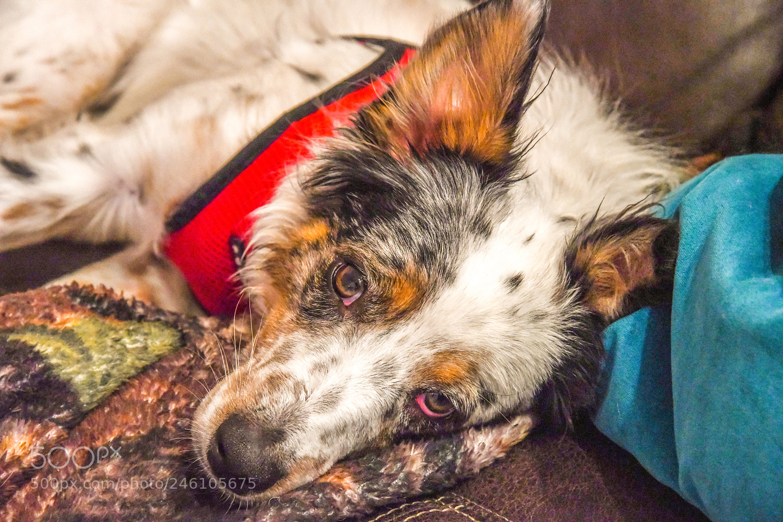Nikon D850 sample photo. Baxter eyes photography