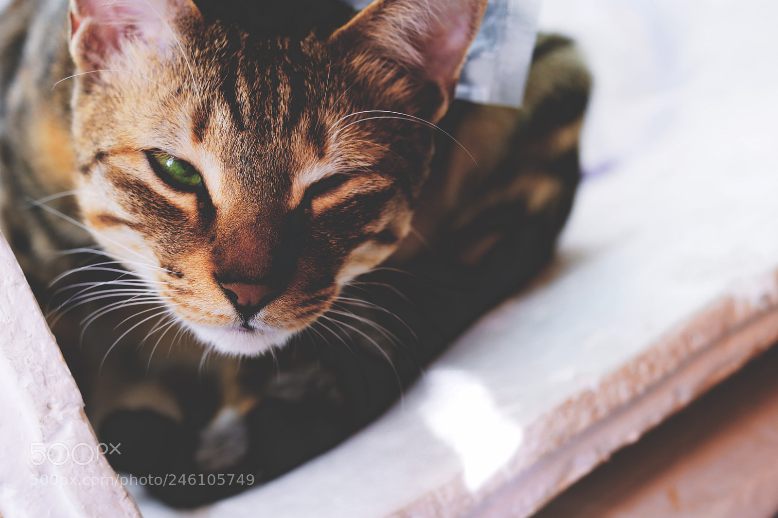 Canon EOS 760D (EOS Rebel T6s / EOS 8000D) sample photo. Gazer photography