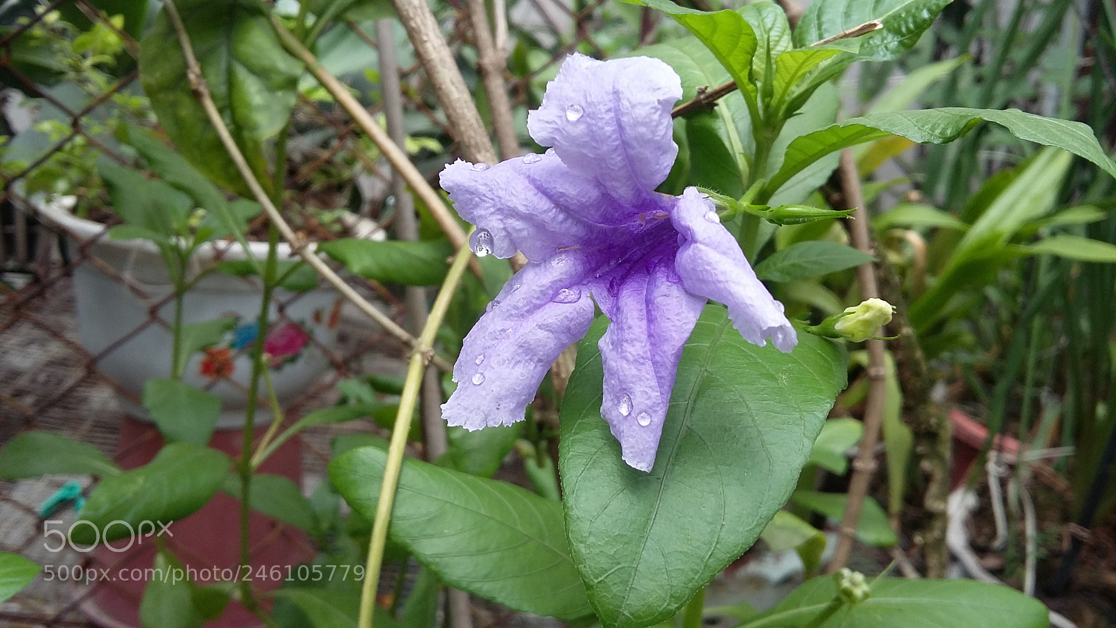 Samsung Galaxy Grand Prime sample photo. Mygarden photography