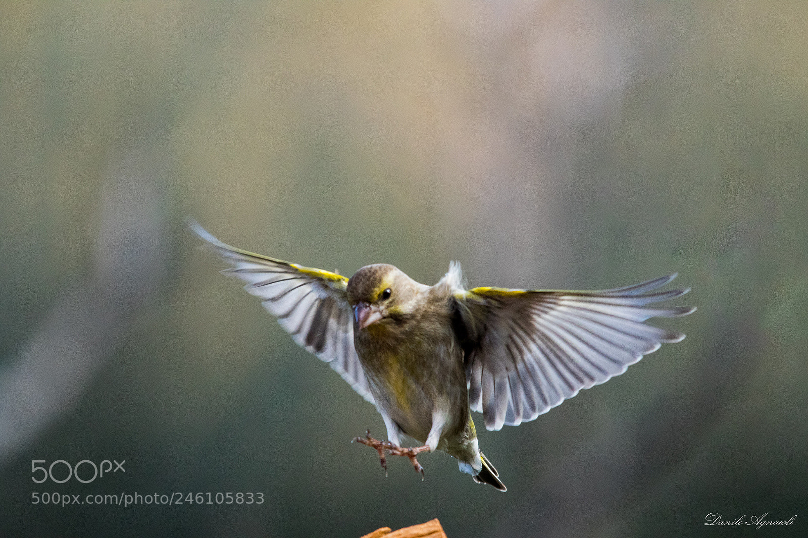 Canon EOS 7D Mark II sample photo. L'atterraggio del verdone photography