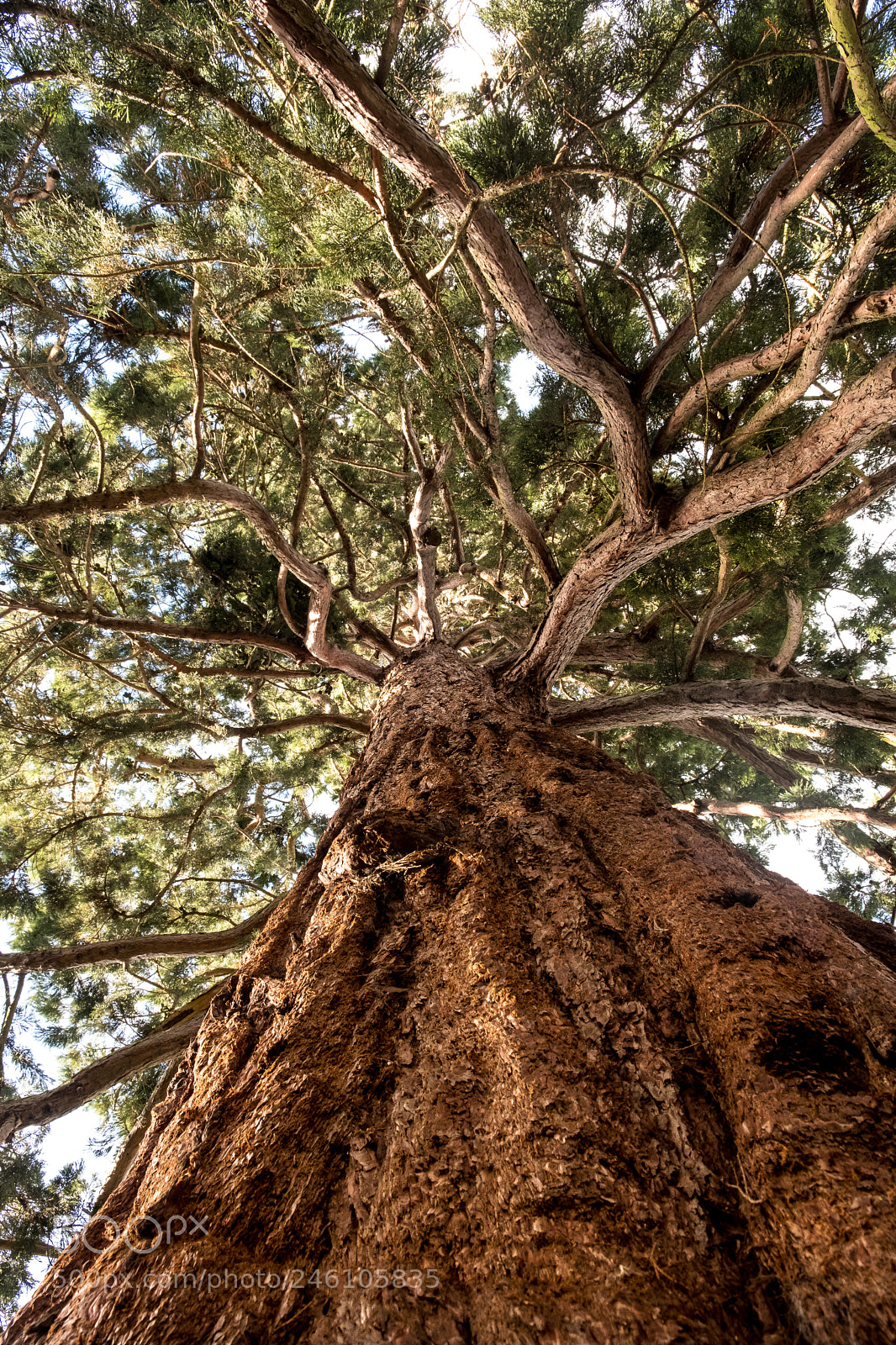 Fujifilm X-T20 sample photo. Tree-beard photography