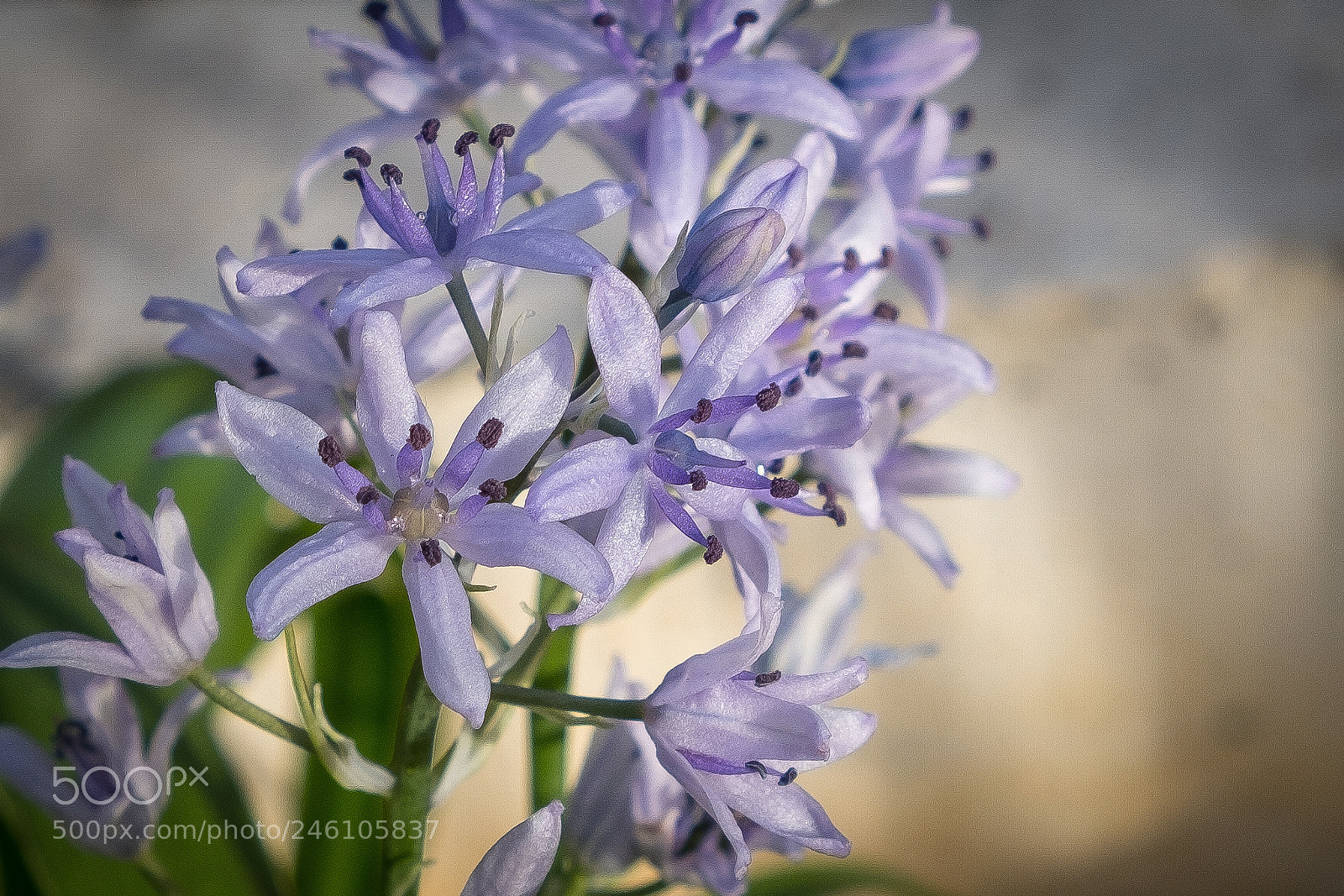 Fujifilm X-T20 sample photo. Lovely purple photography