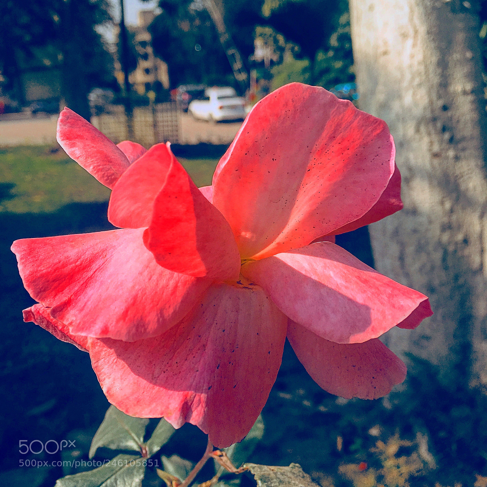 Apple iPhone 6s Plus sample photo. Untitled photography