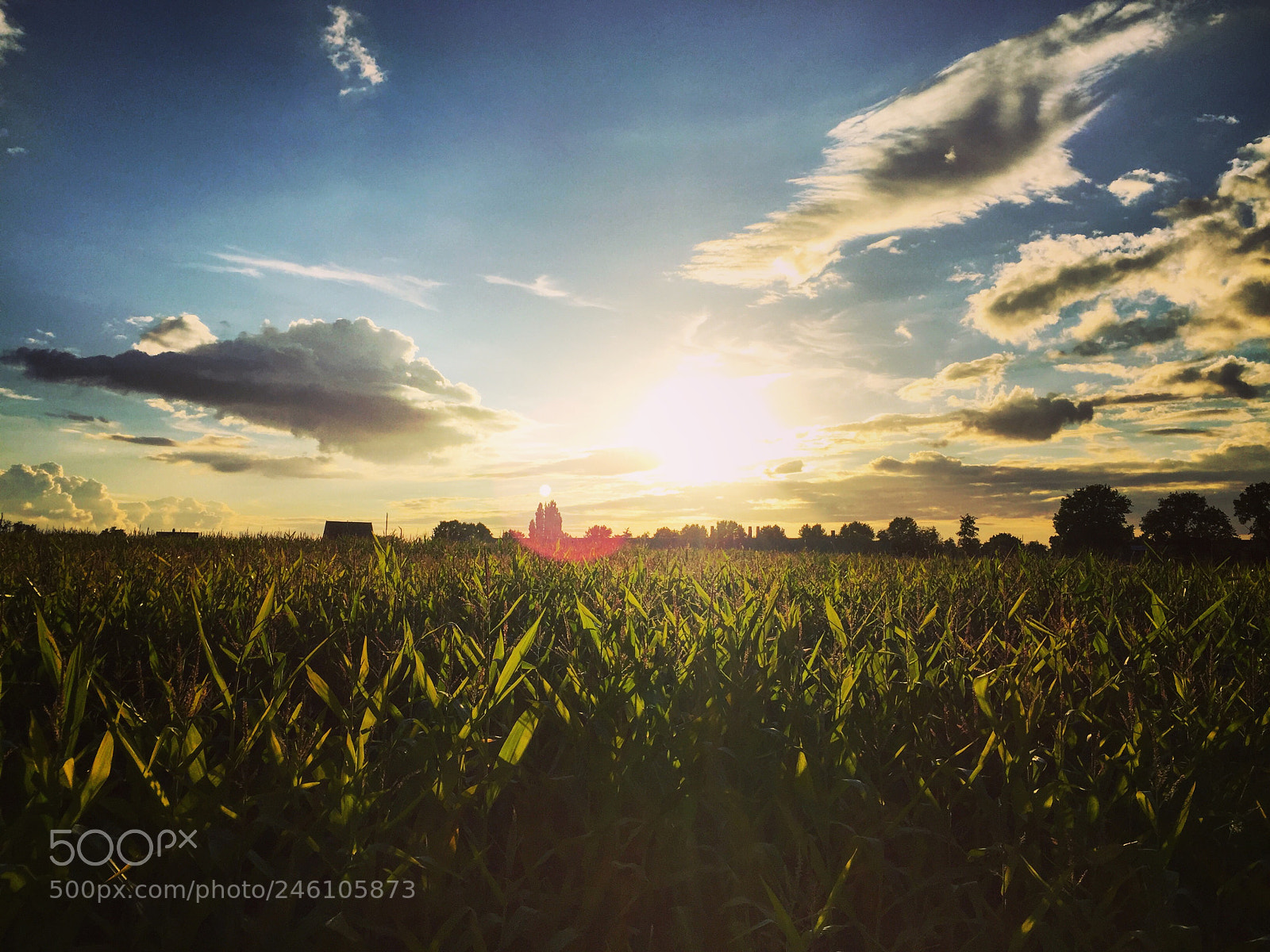 Apple iPhone 6 Plus sample photo. Balmy summer evening photography