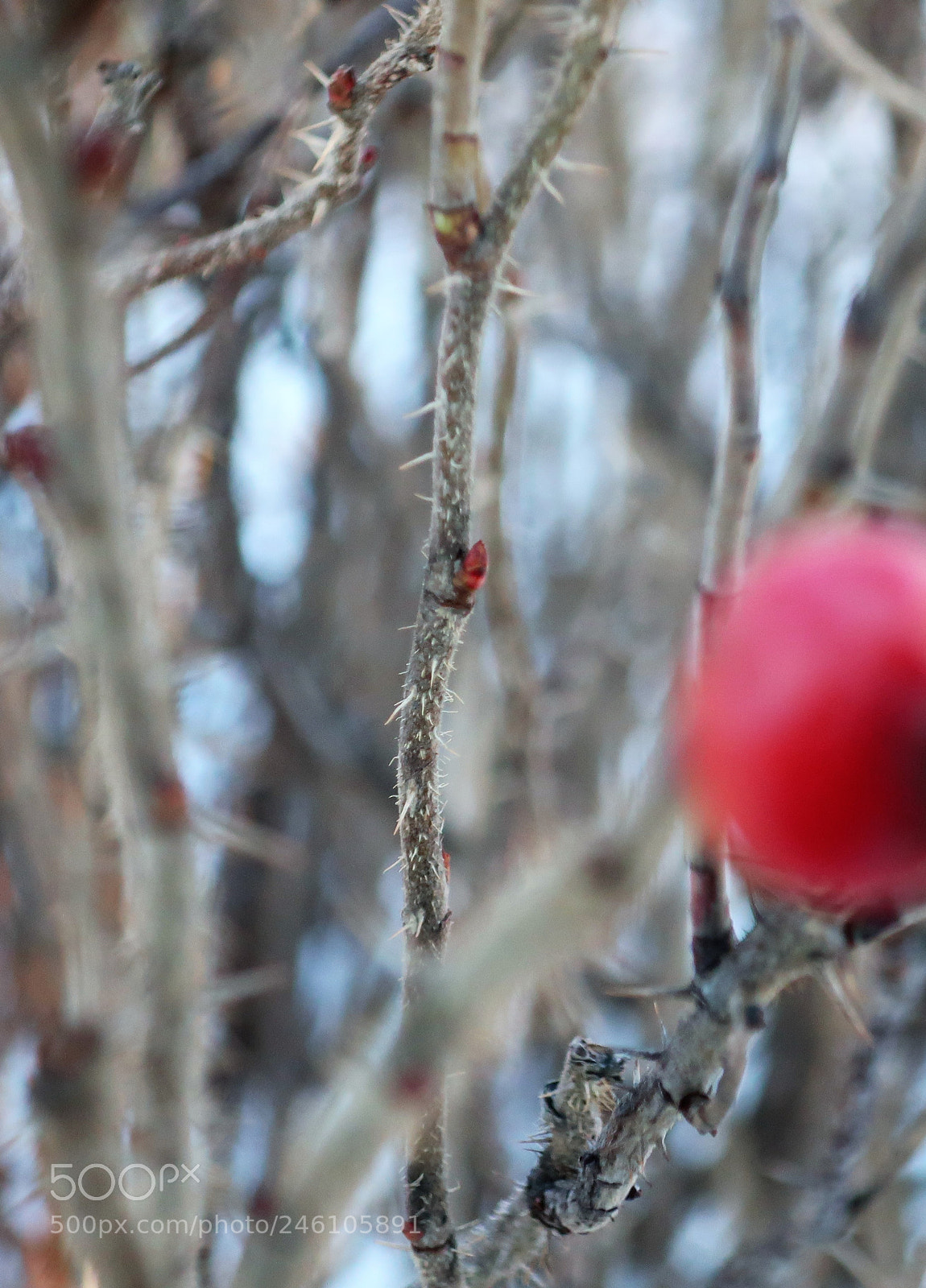 Canon PowerShot G9 X Mark II sample photo. Wild rose thorn photography