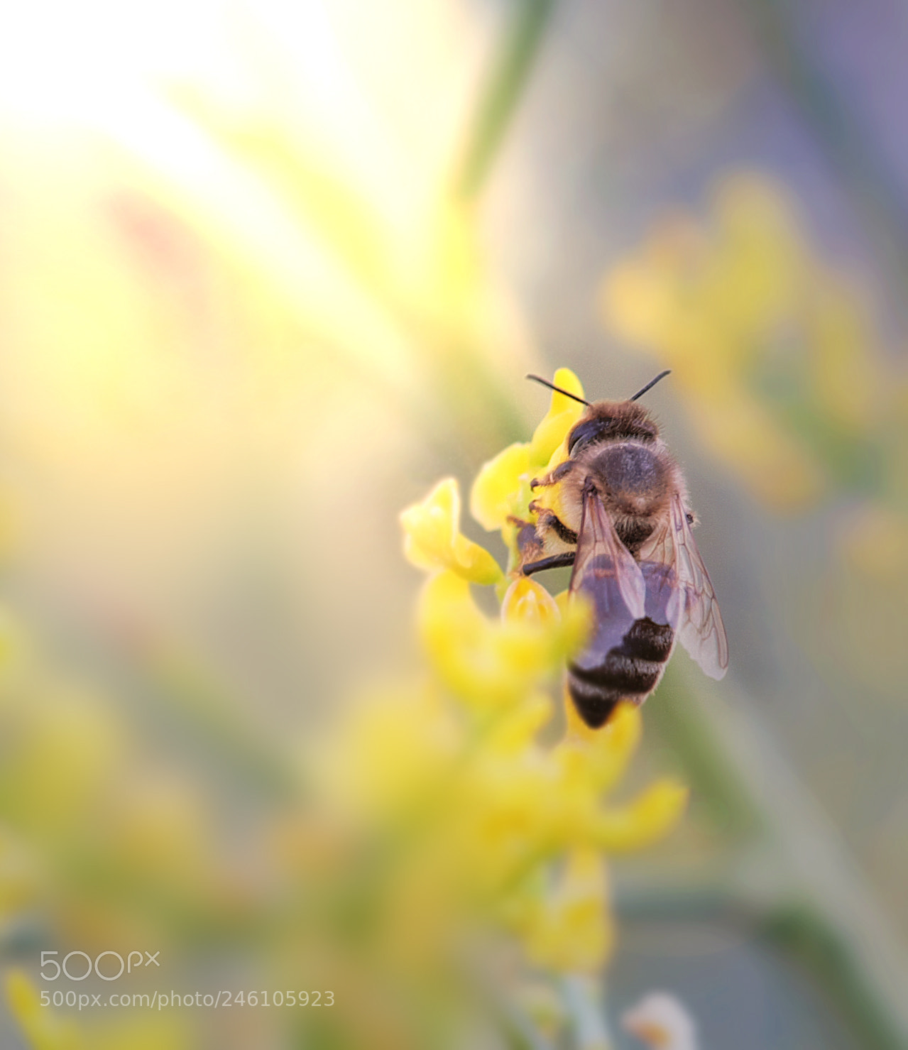 Fujifilm X-M1 sample photo. Bee in the evening photography