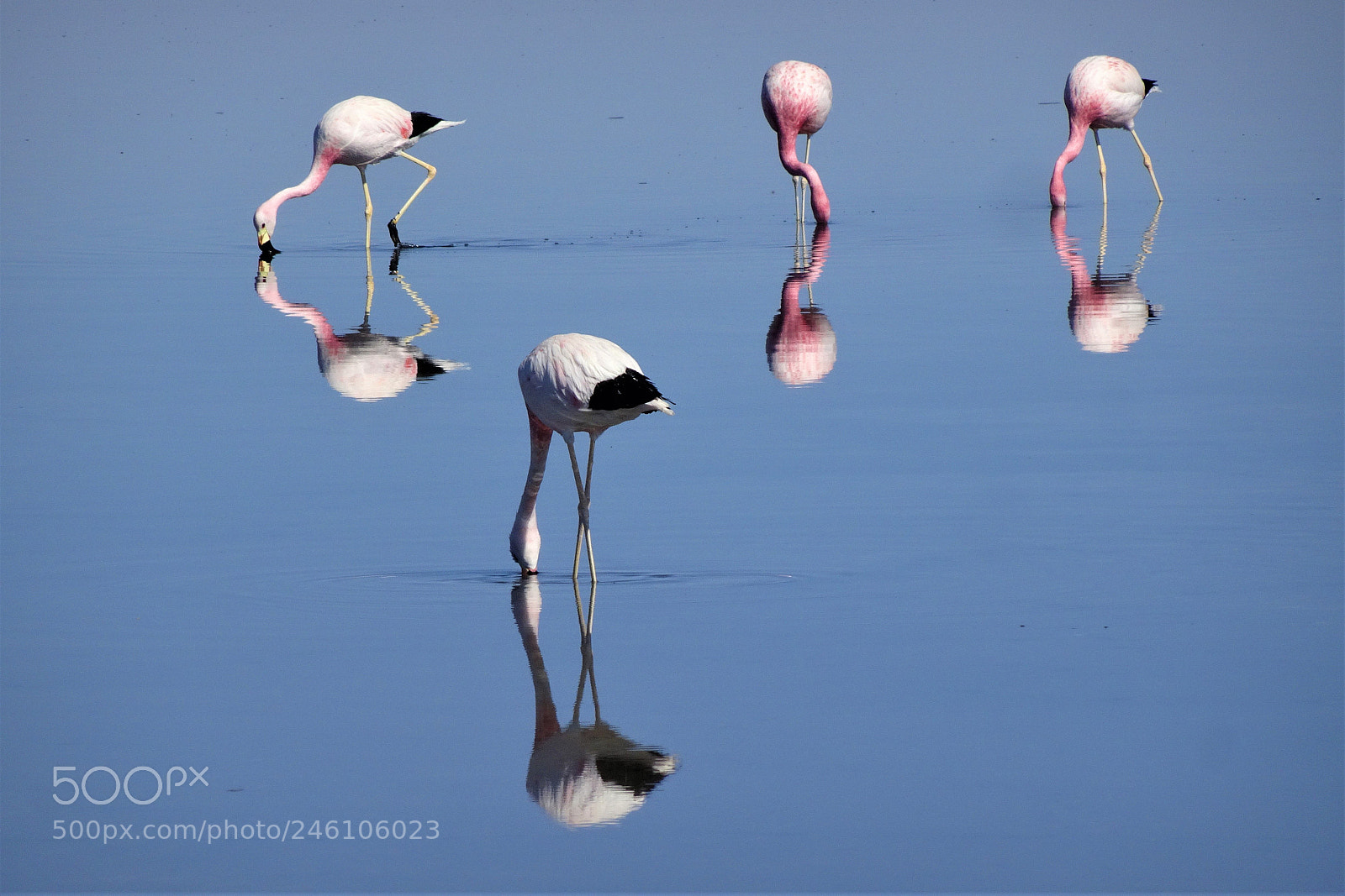 Sony Cyber-shot DSC-HX80 sample photo. Flamingos' meal photography