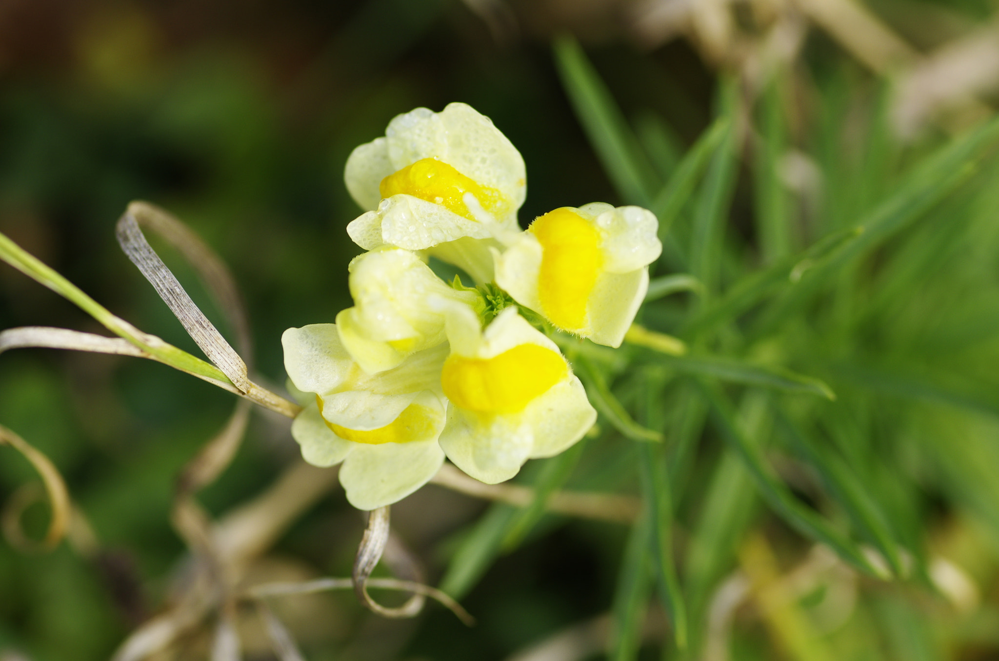 Pentax smc D-FA 100mm F2.8 Macro WR sample photo. Igp photography