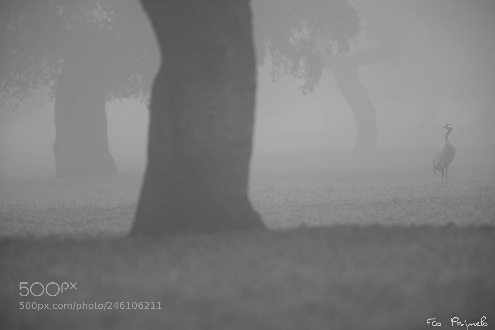 Sony a99 II sample photo. Lost in the fog photography