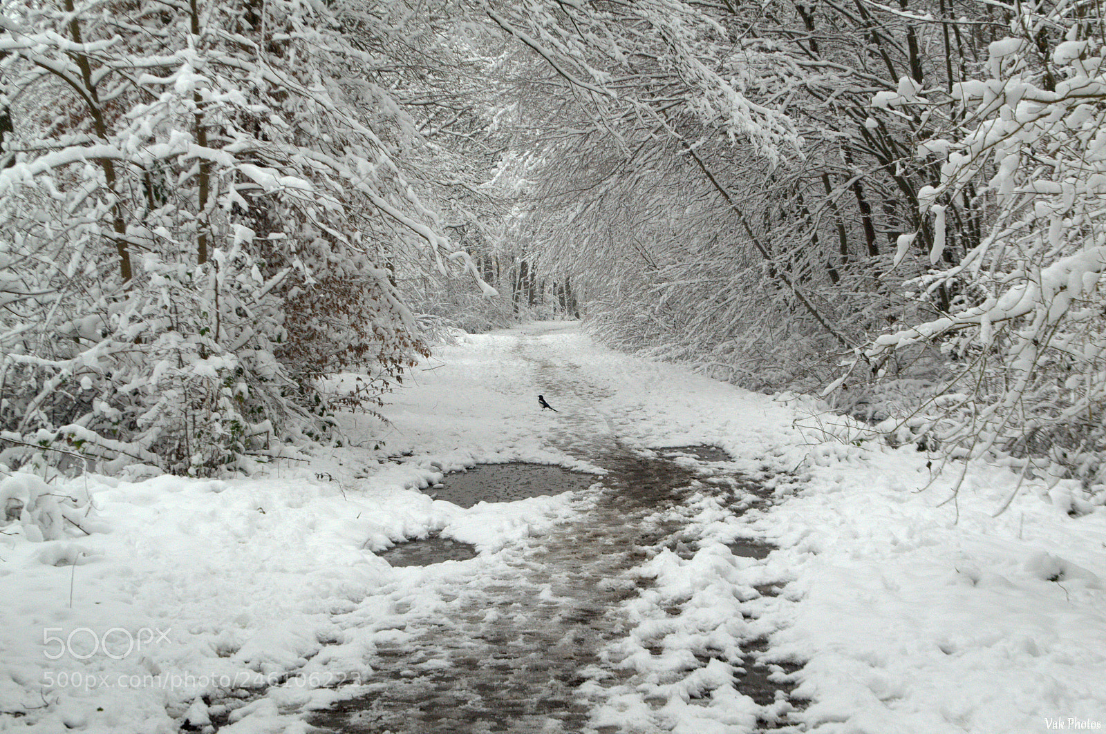Nikon D3100 sample photo. White world photography