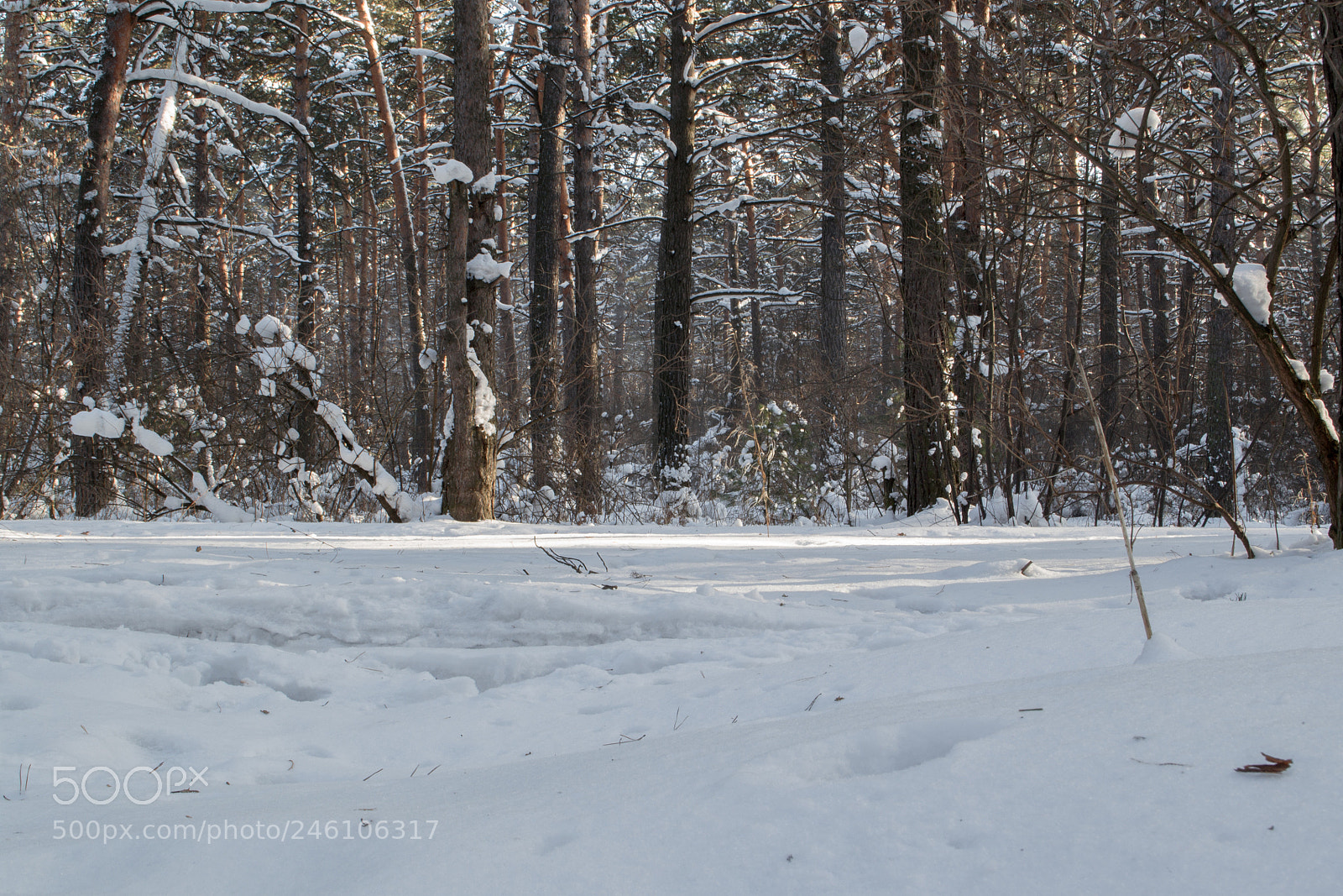 Nikon D3100 sample photo. Snow forest photography