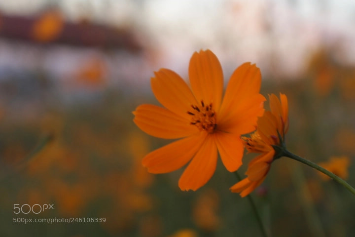 Canon EOS 700D (EOS Rebel T5i / EOS Kiss X7i) sample photo. Te quiero photography